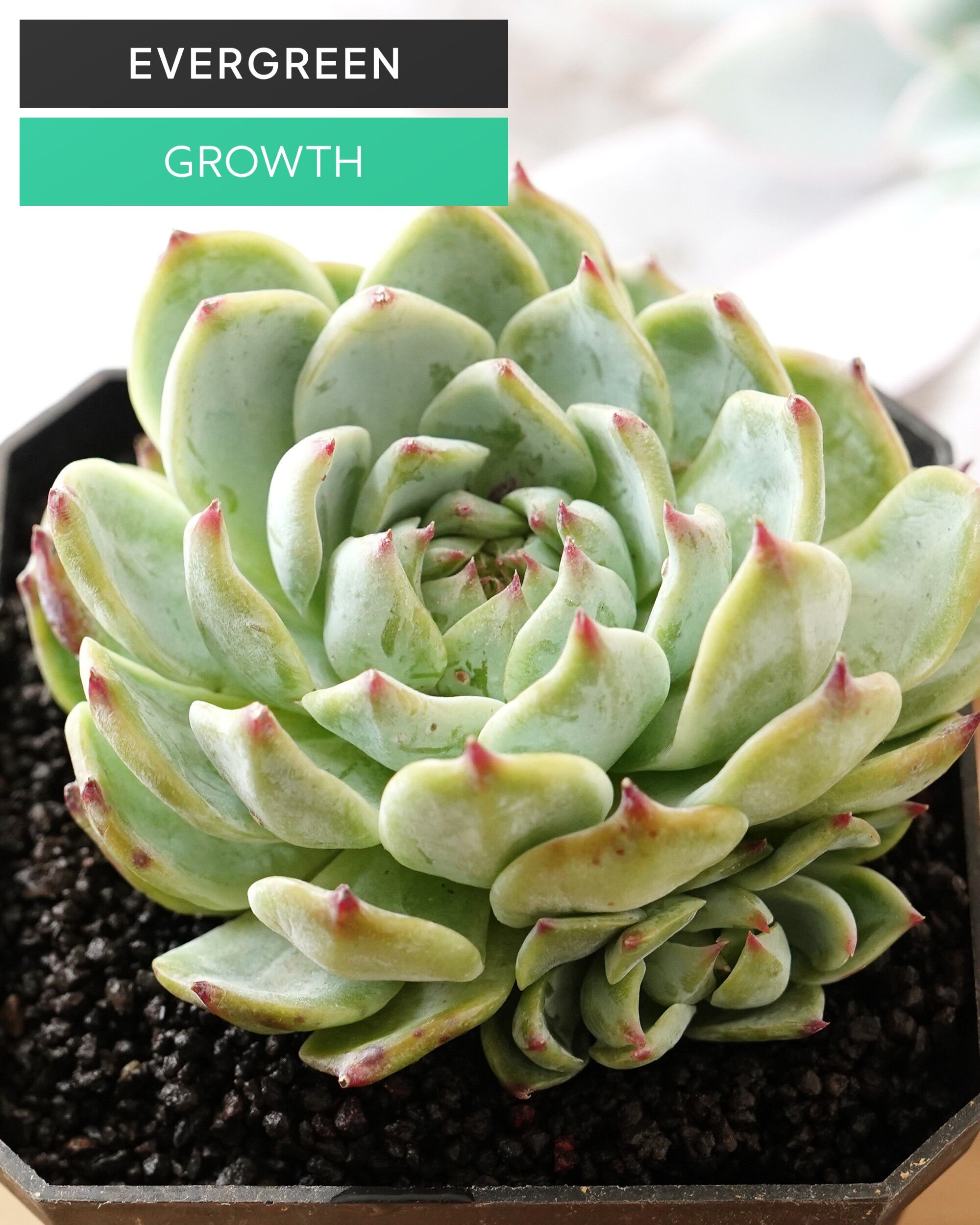 エケベリア（っぽいコ） | PUKUBOOK SUCCULENTS