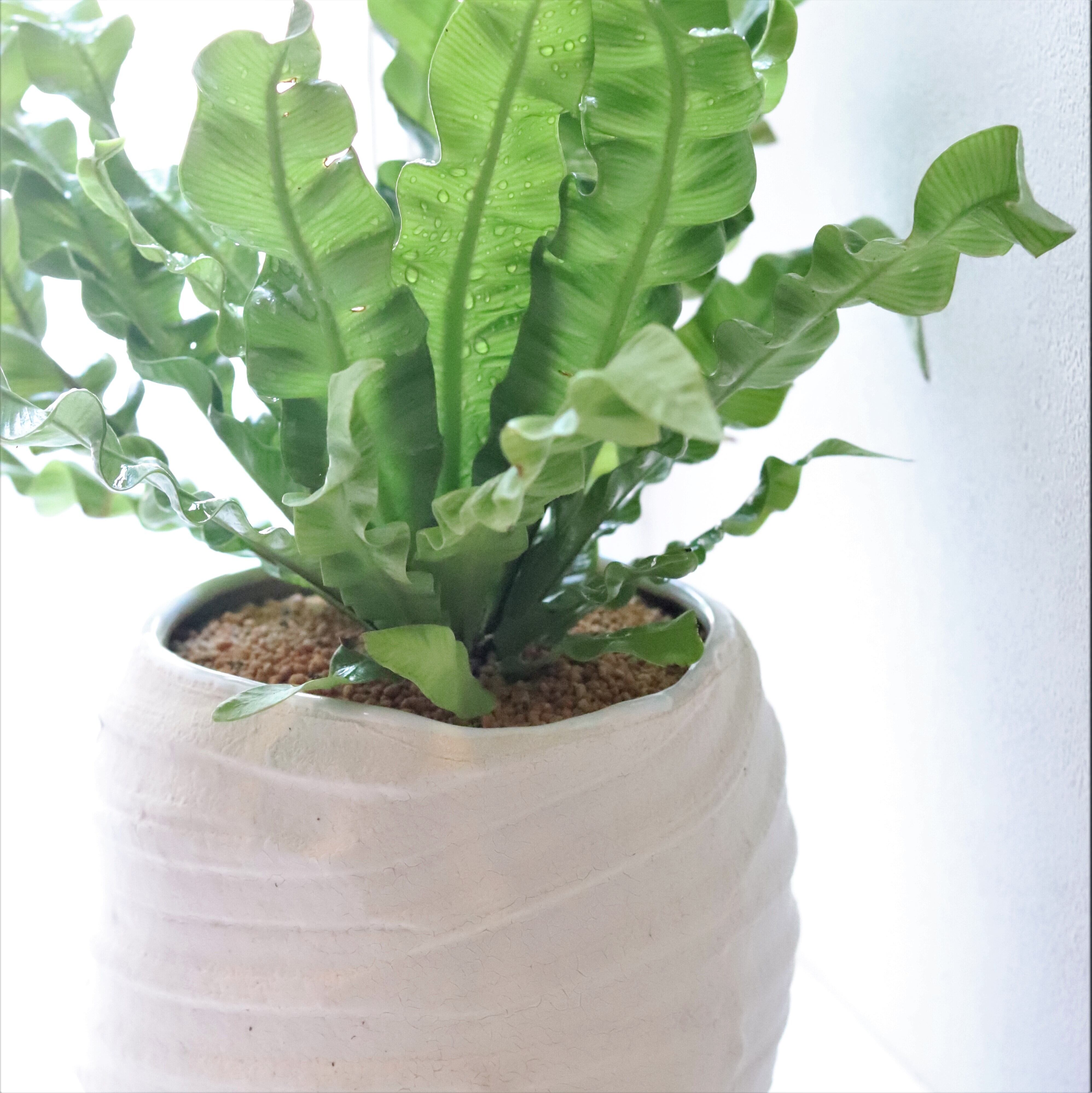 グリーン エメラルドウェーブ ジーフラットインテリアショップ Online Shop