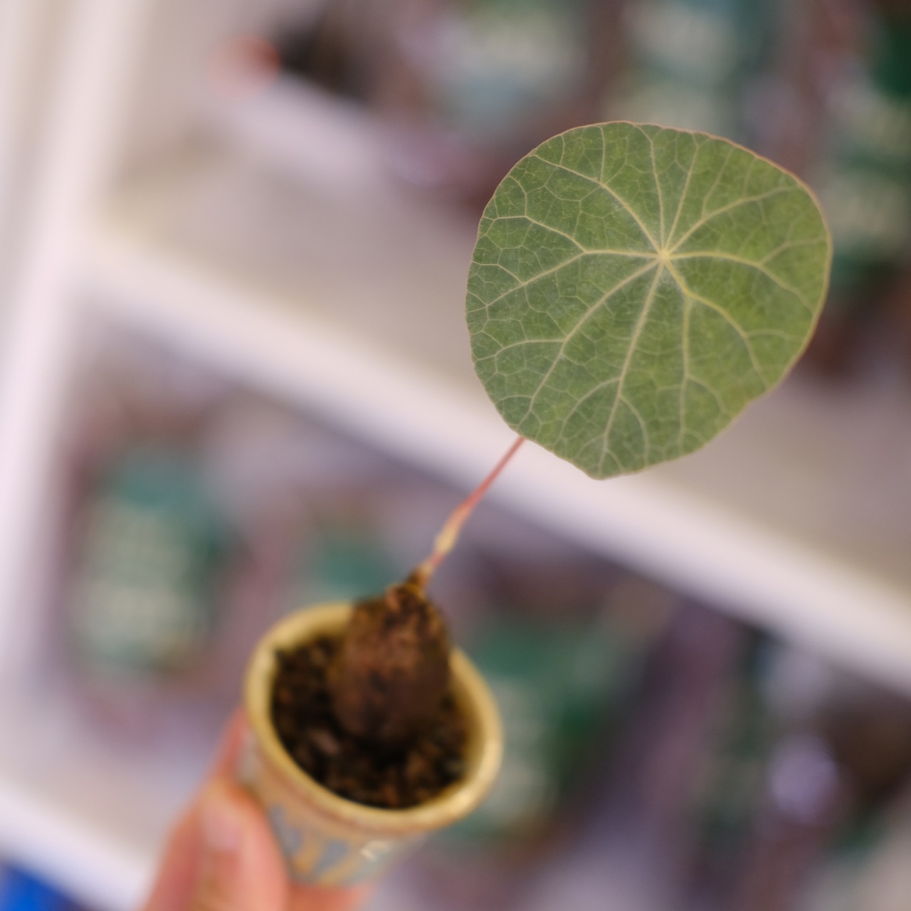 Stephania kaweesakii│ステファニア カウィーサキー④│観葉植物