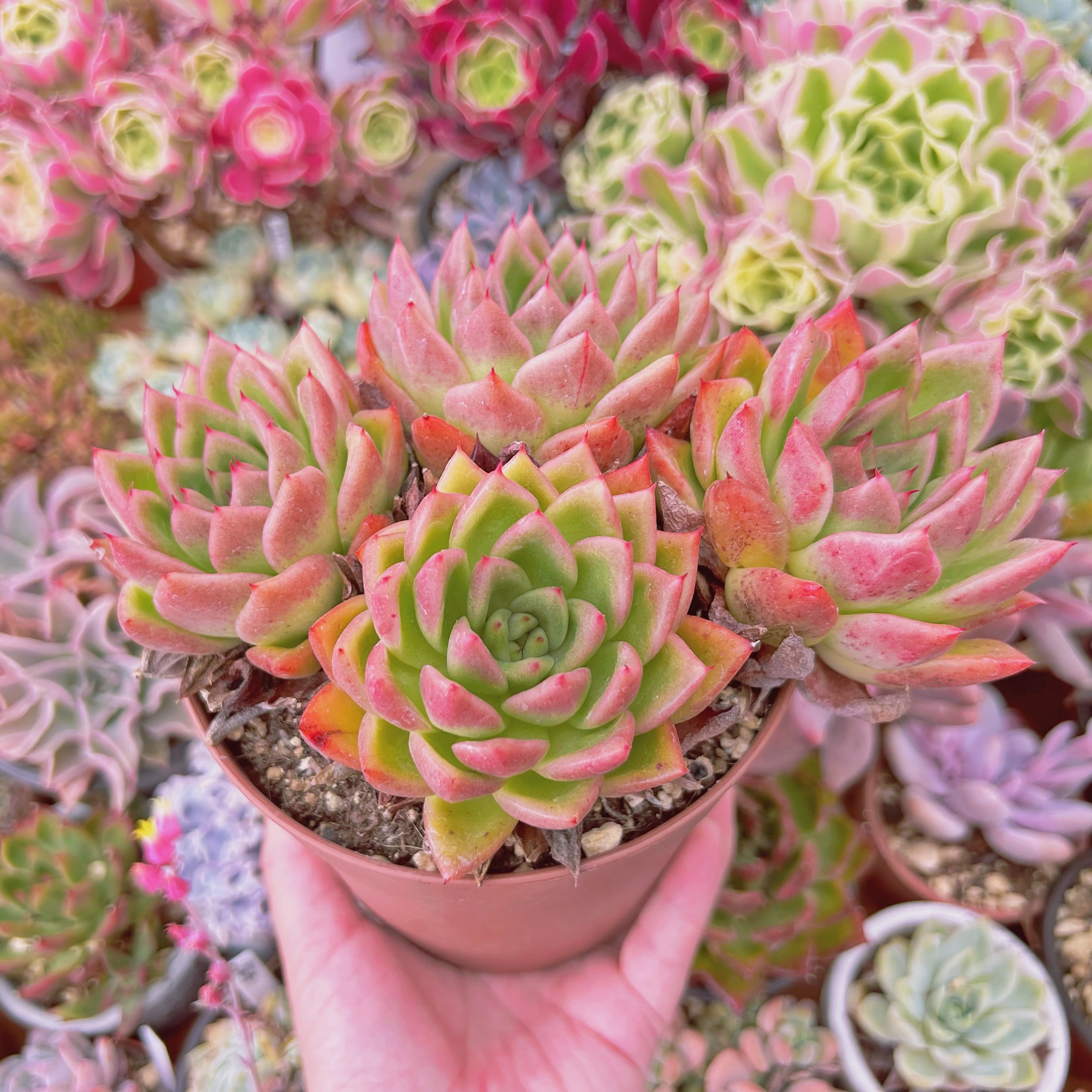 現物　多肉植物　カリスト　特大　抜き苗