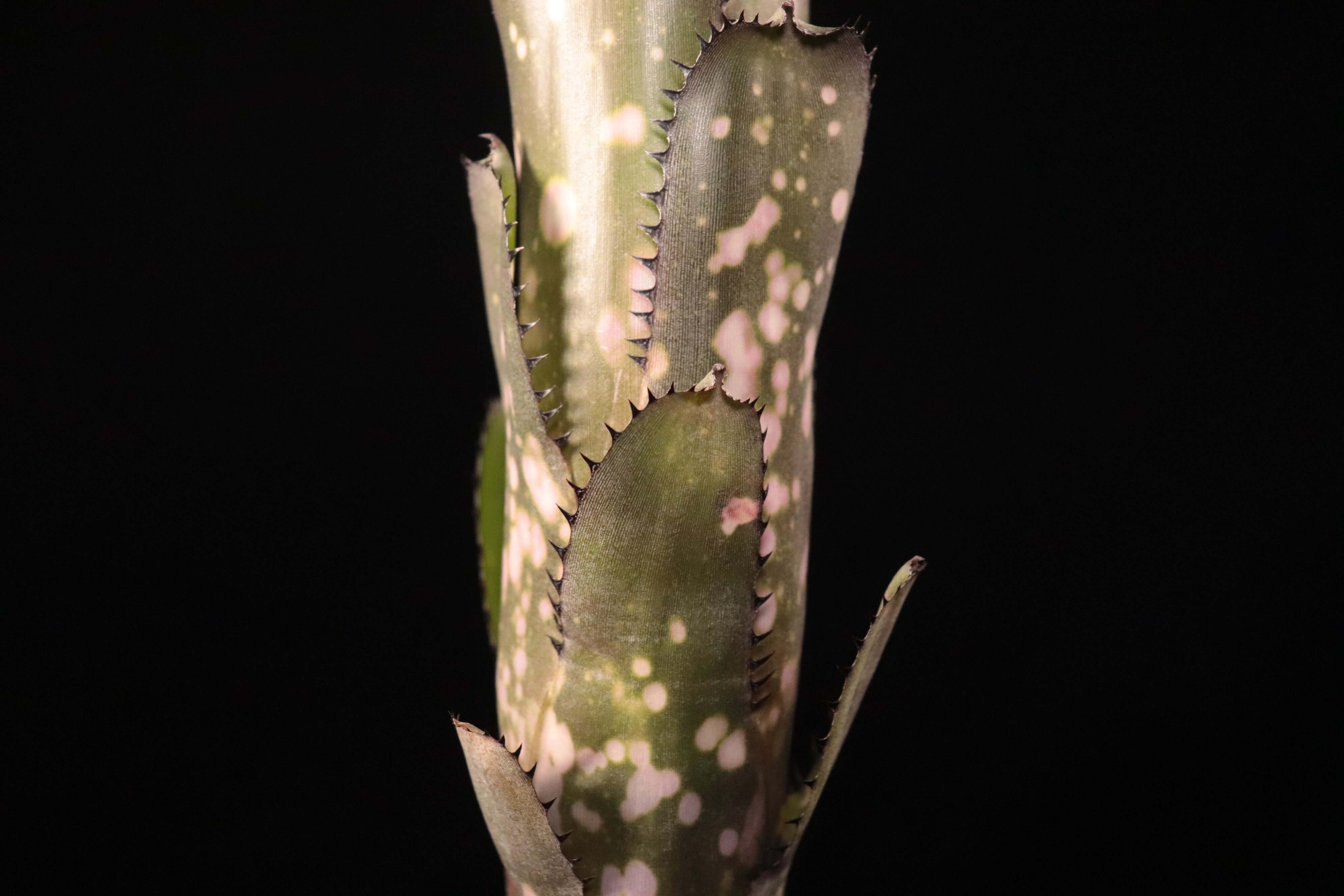Billbergia 'Waxing Gibabous'〔ビルベルギア〕B354 | plane plants