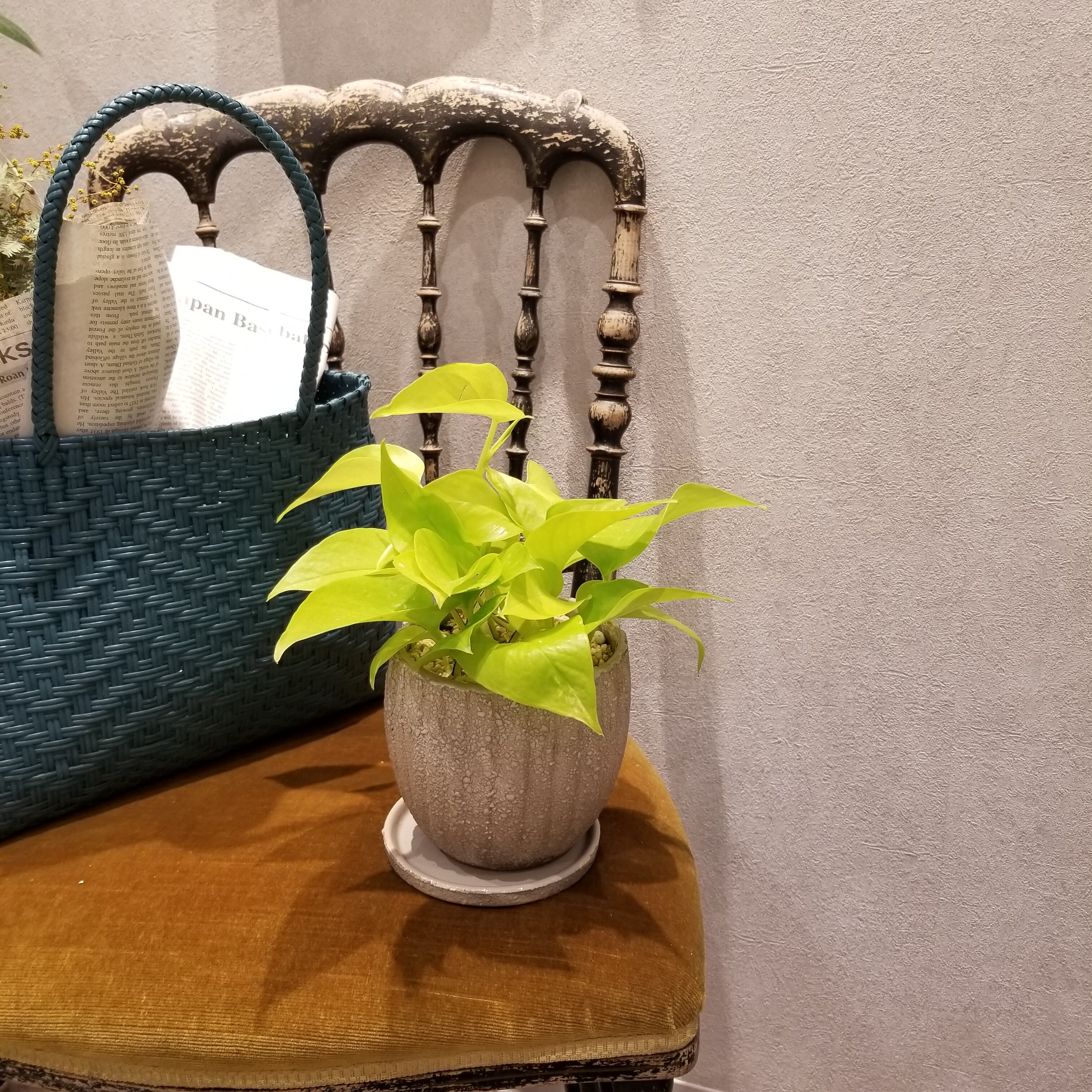 一点もの ポトス ライム 観葉植物 ポトス 恋愛運up 金運up ポトスギフト ポトス陶器 ギフト フラワーギフト フラワーギフト専門店 Conoka Online Shop お花や観葉植物で記念日を彩る 一点もの ポトス ライム 観葉植物 ポトス 恋愛運up 金運up ポトスギフト ポトス陶器 ギフト フラワーギフト フラワーギフト専門店 Conoka Online Shop お花や観葉植物で記念日を彩る