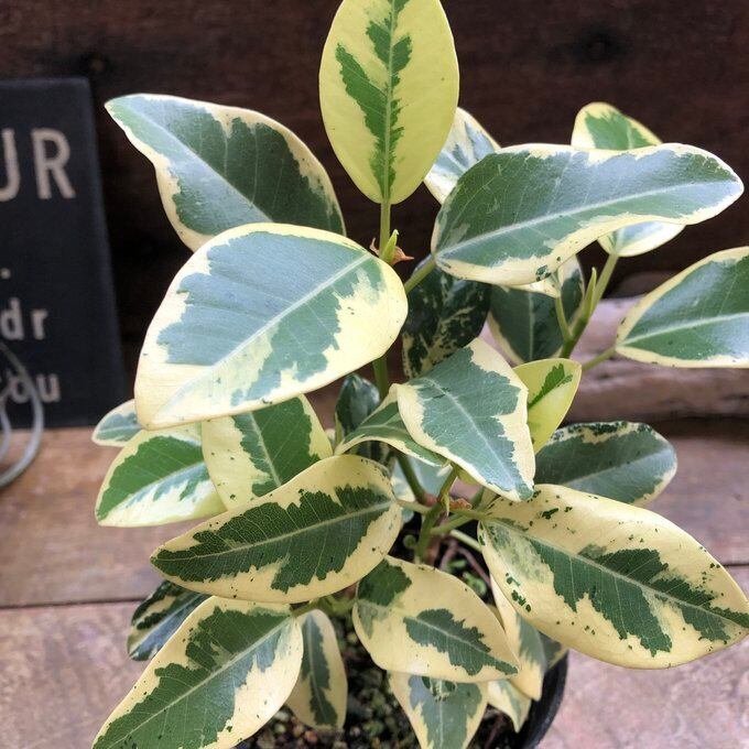斑入り フランスゴムの木 ルビギノーサ 観葉植物 希少 | 植物の店ベリー