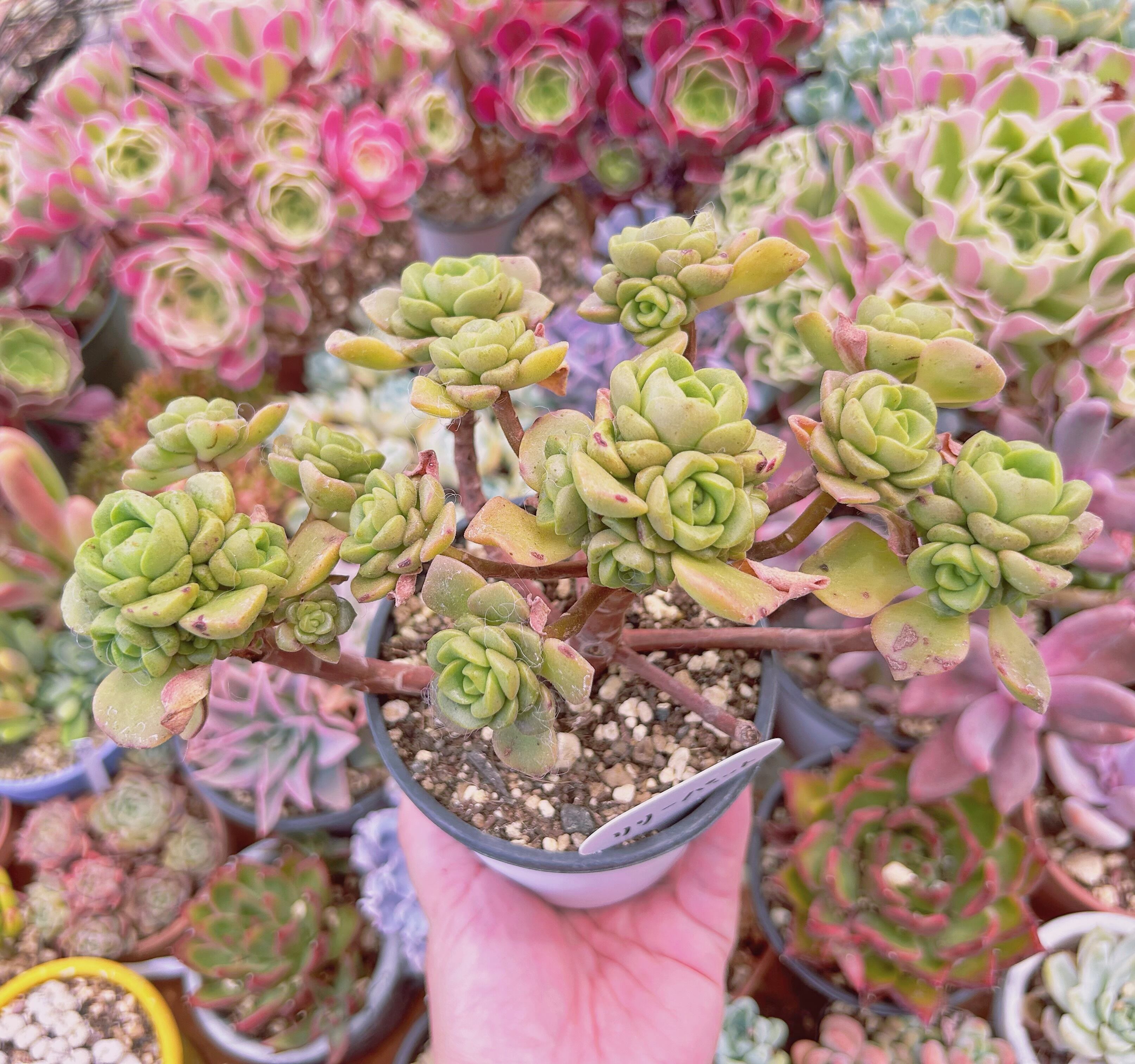 843現物 多肉植物 リリーパット 特大 抜き苗 | るる農園~多肉