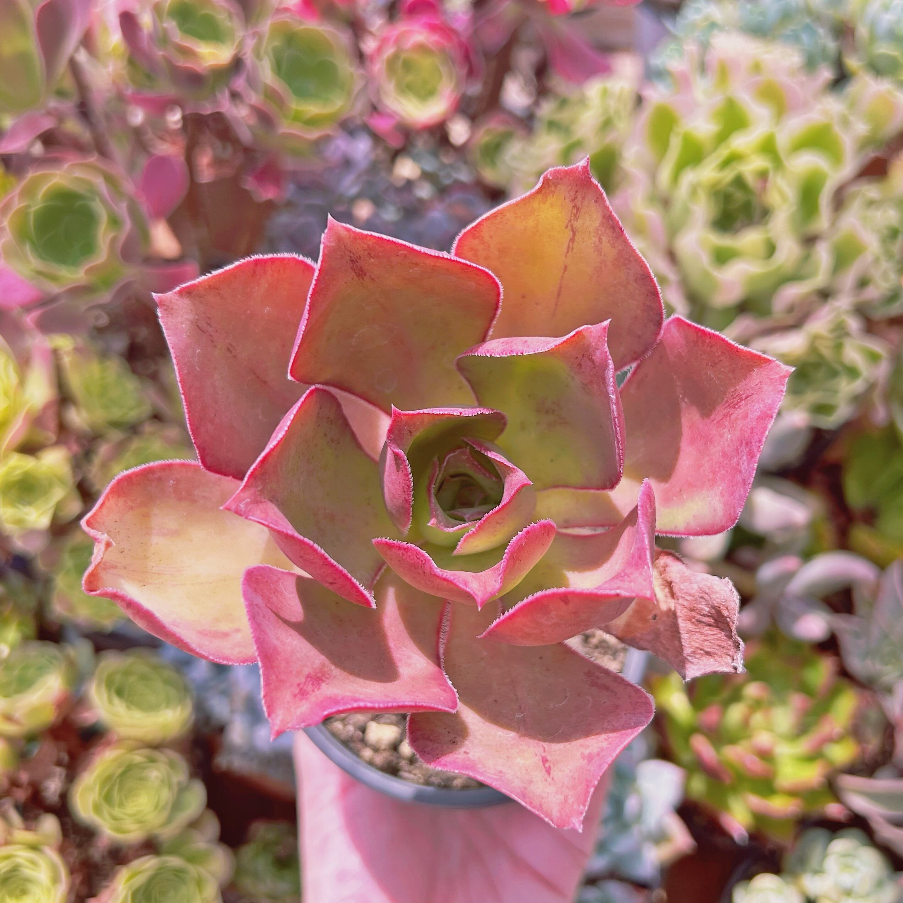 現物　多肉植物　ロスコープ　抜き苗