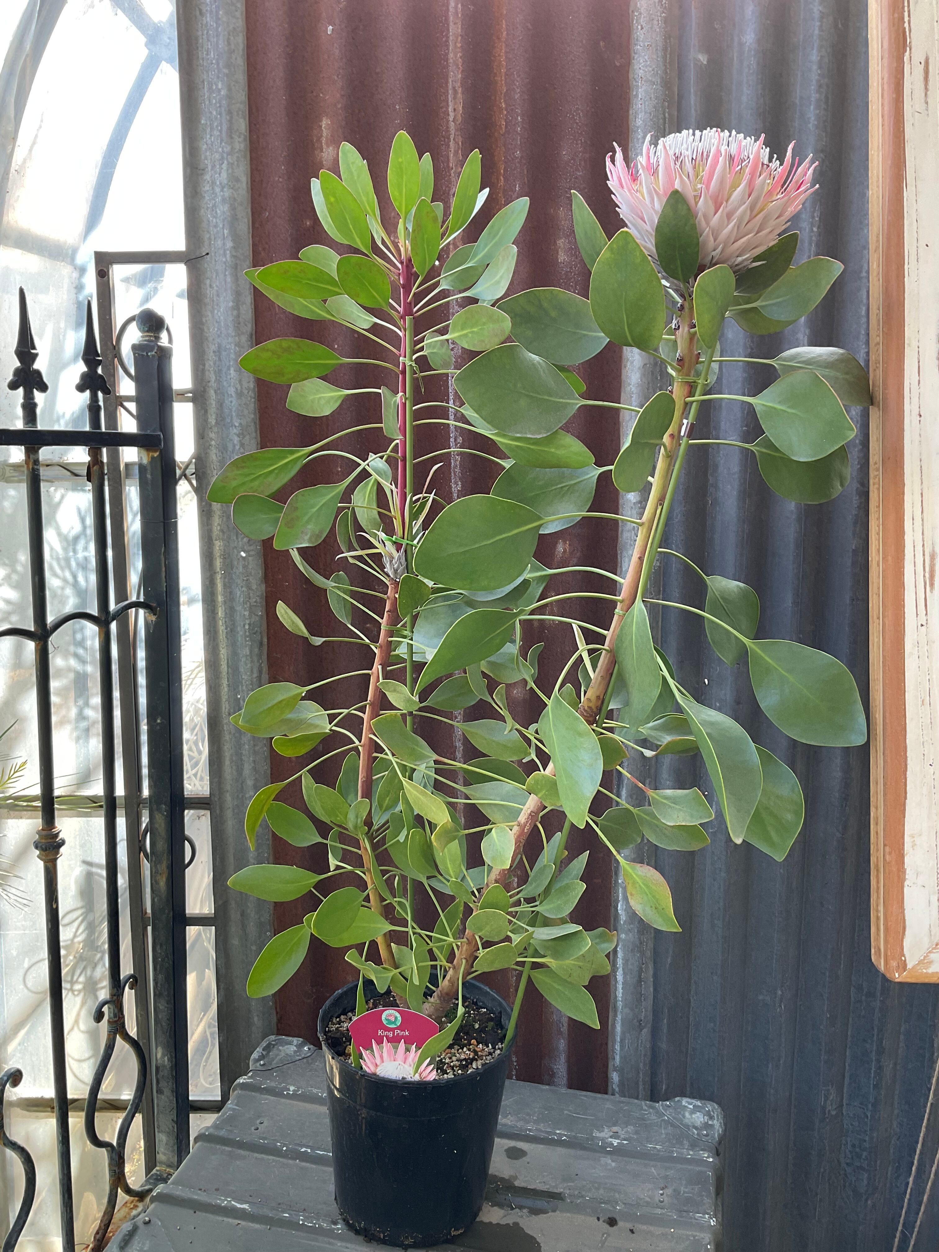 プロテア キングピンク | 沼ノ上農園