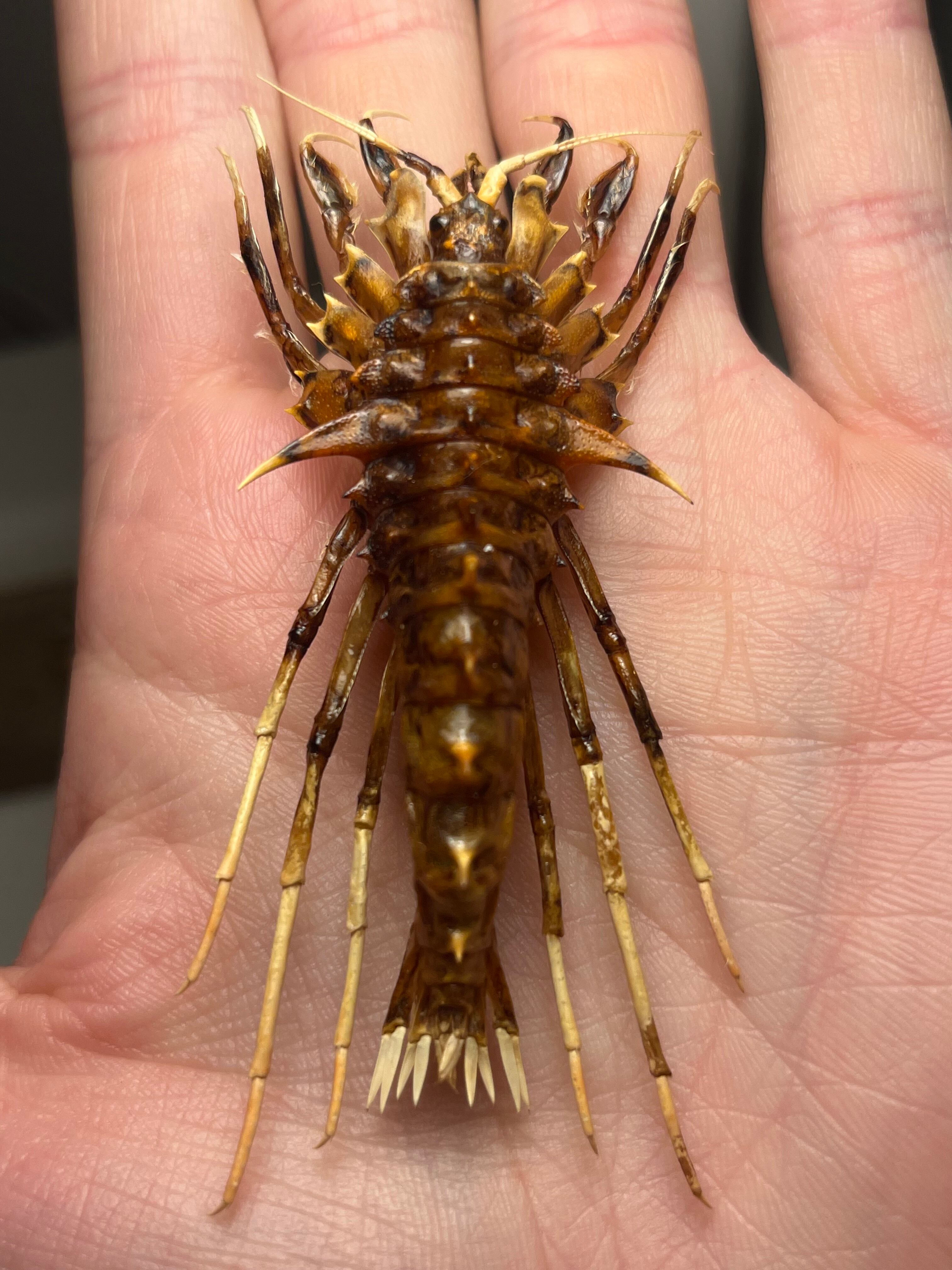 甲殻類 | オモニキチュウ