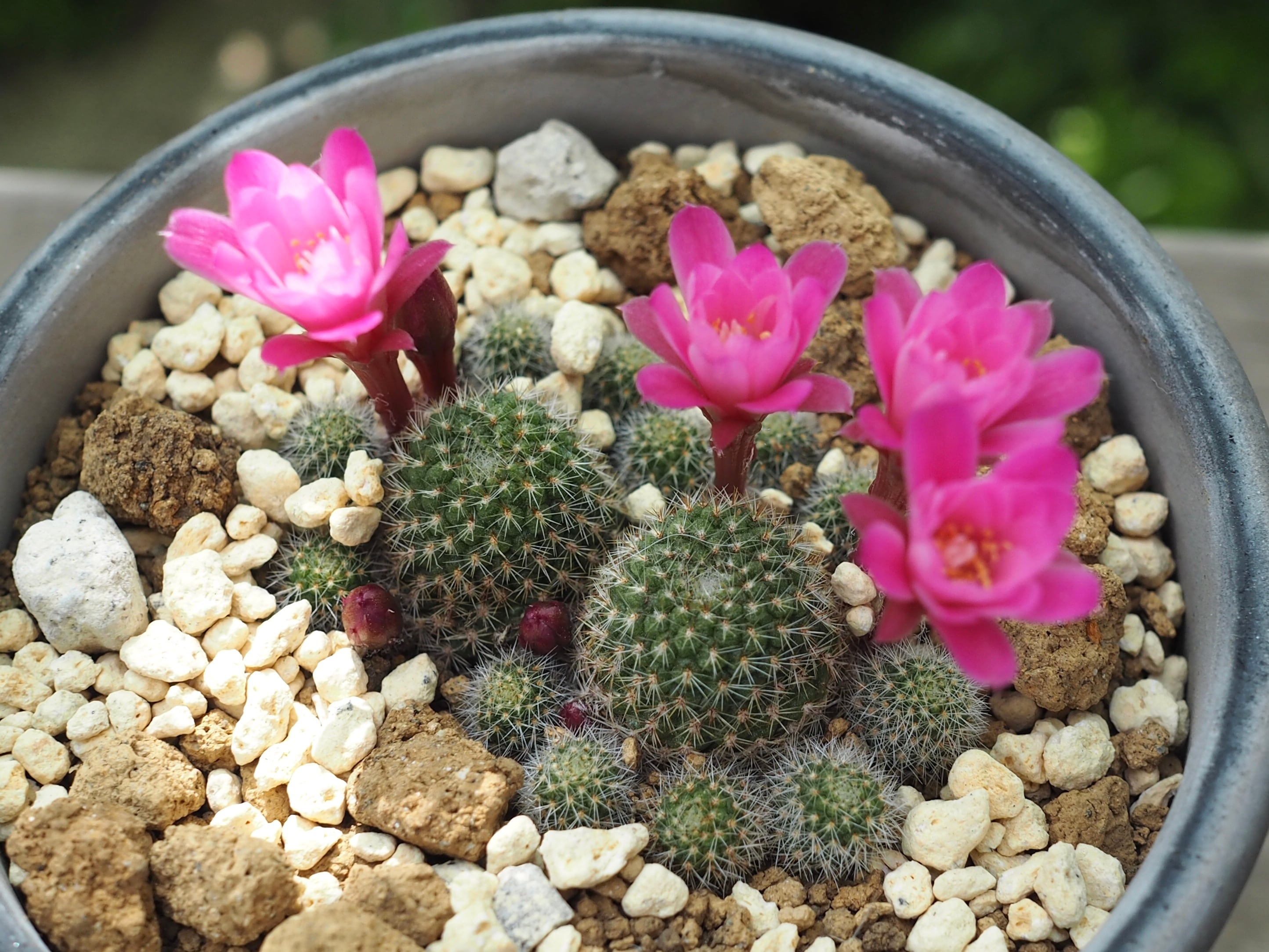 品質が 濃いピンク花 サボテン プラ鉢 フラワー ガーデン Kcgjournal Org