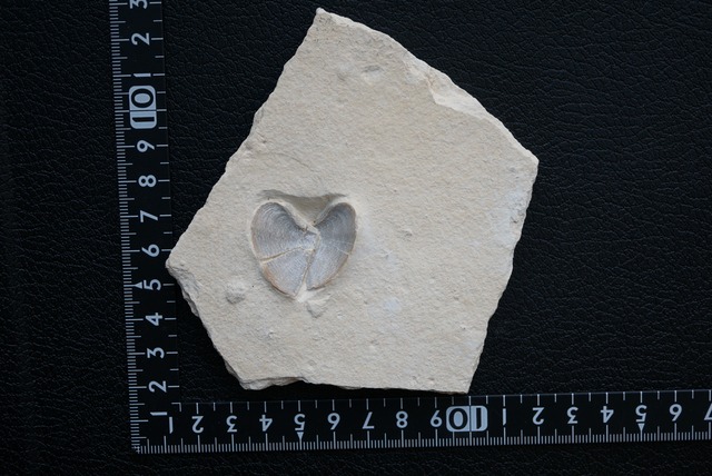 ドイツ産アンモナイト顎化石 Laevaptychus 1892