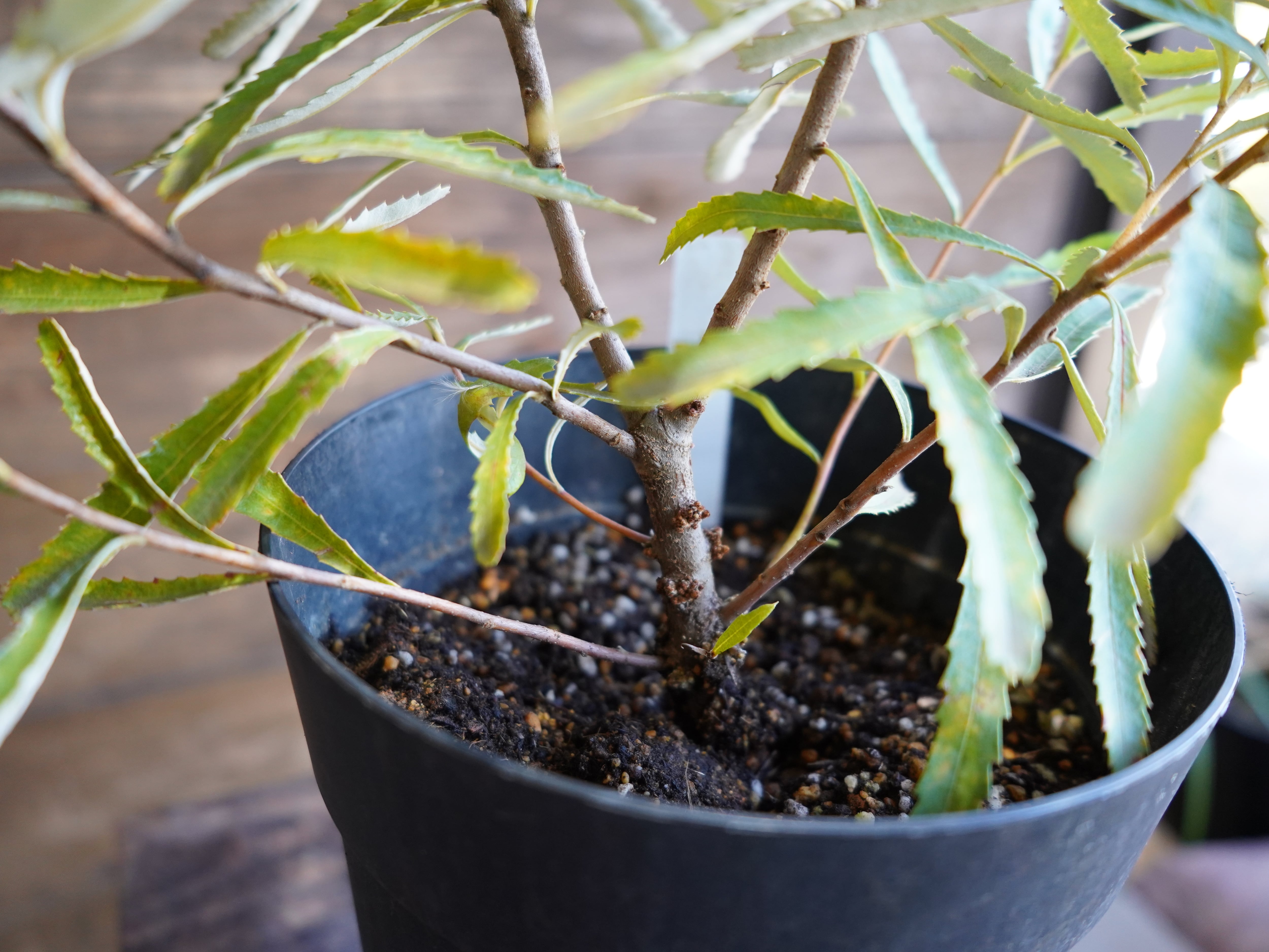 【現物】バンクシア　”オブロンギフォリア”　A