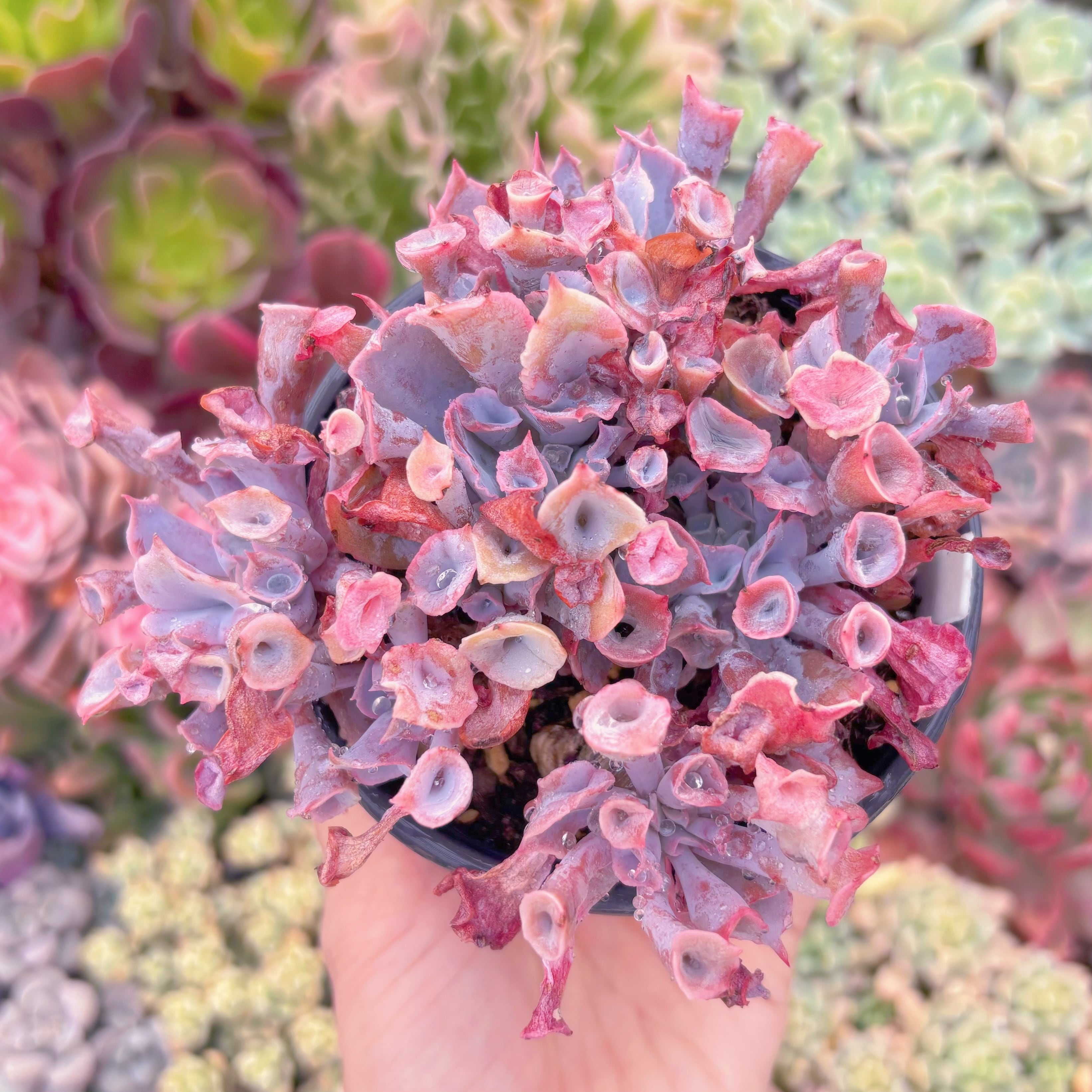 現品　魔笛#768　るる農園