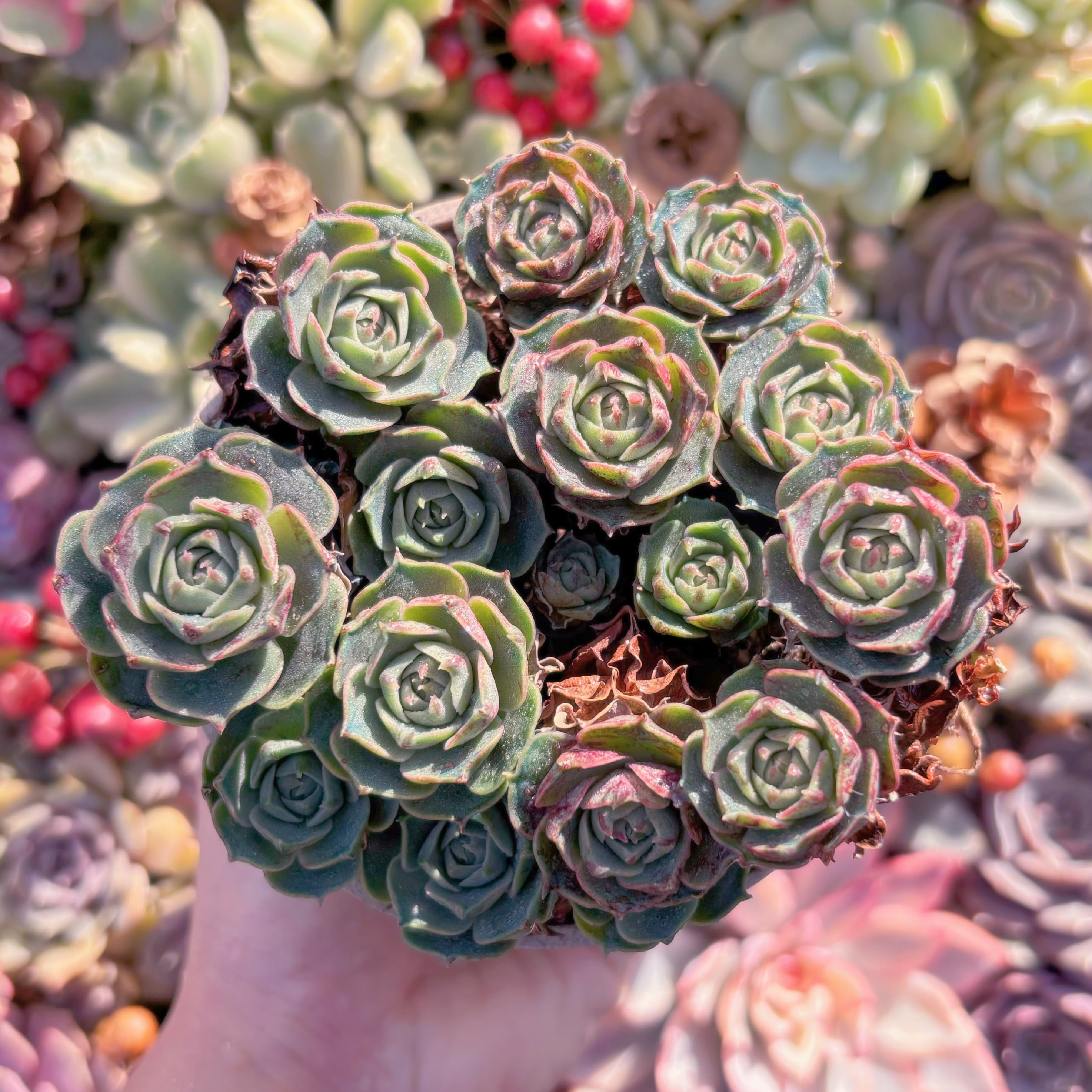 現品　ヨロッパロンギシマ#826　群生　 新入荷　るる農園