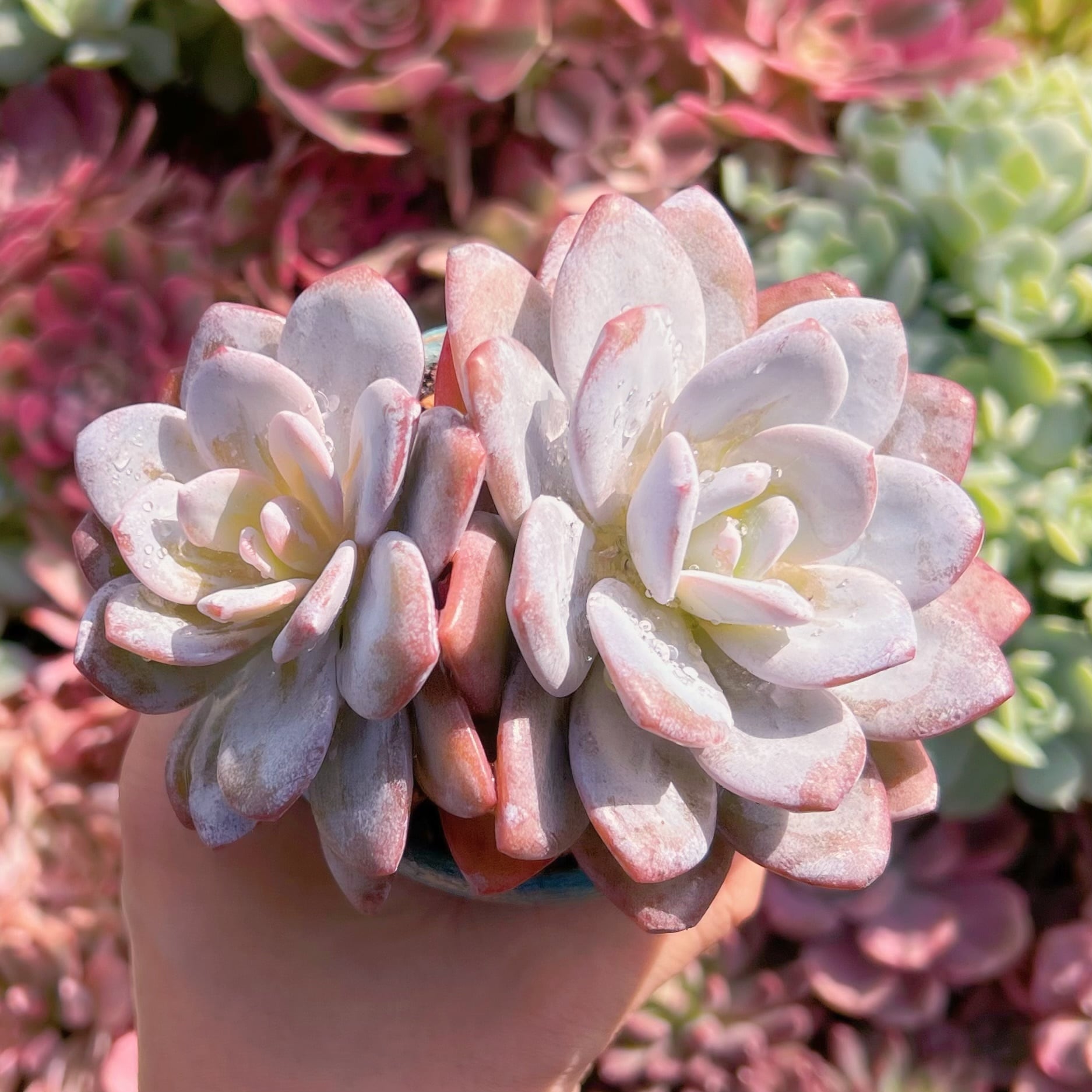 多肉植物　ピンクラウイ群生2頭　大苗　新入荷　るる農園