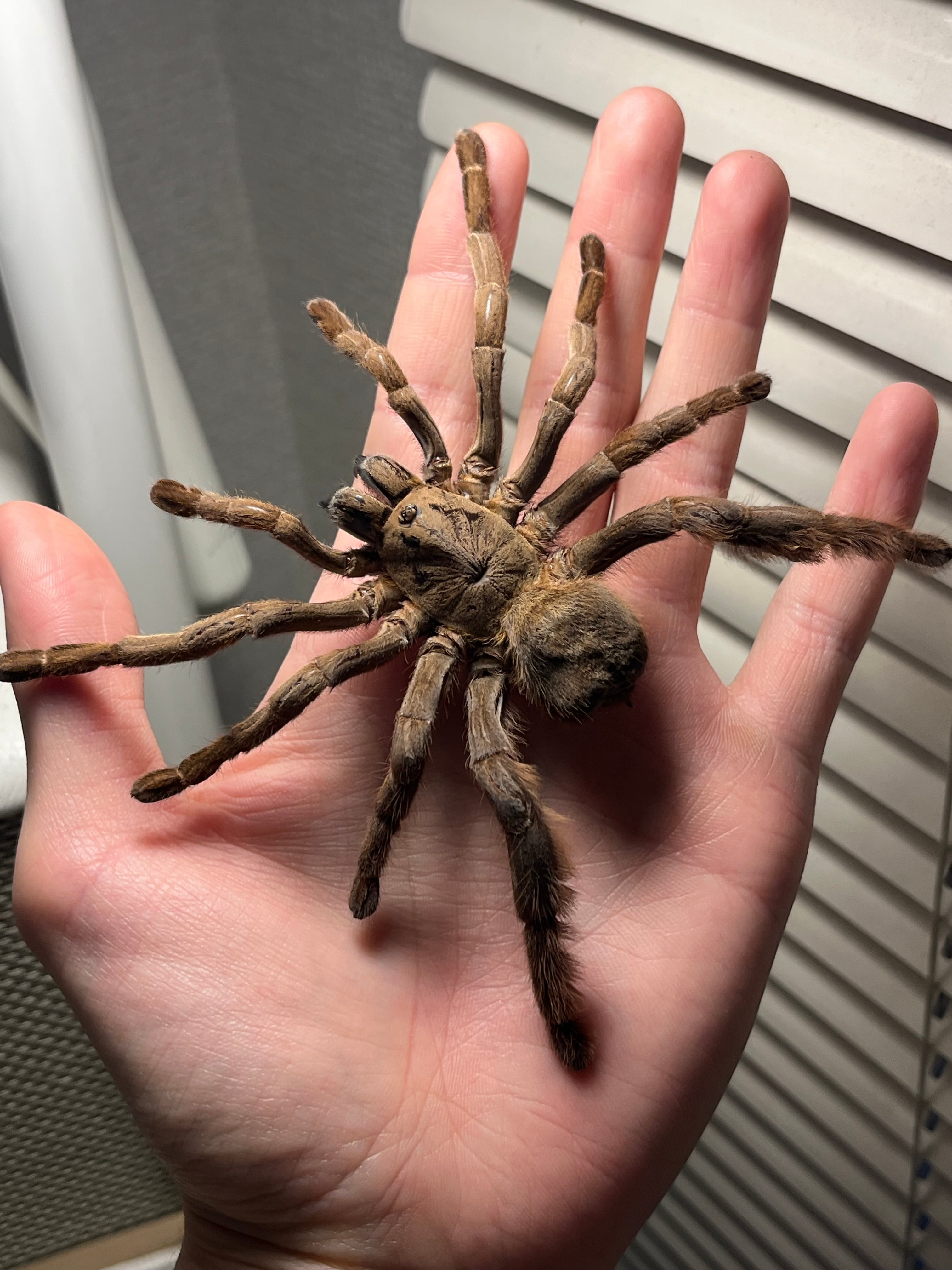 標本】ベトナムスタウトレッグアースタイガータランチュラ LS14cm程