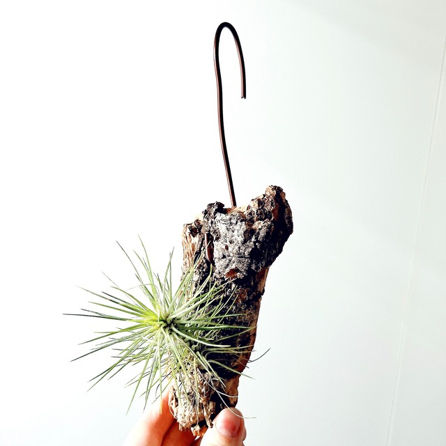 希少 チランジア フンキアナ var. レクルビフォリア 流木仕立て エアプランツ