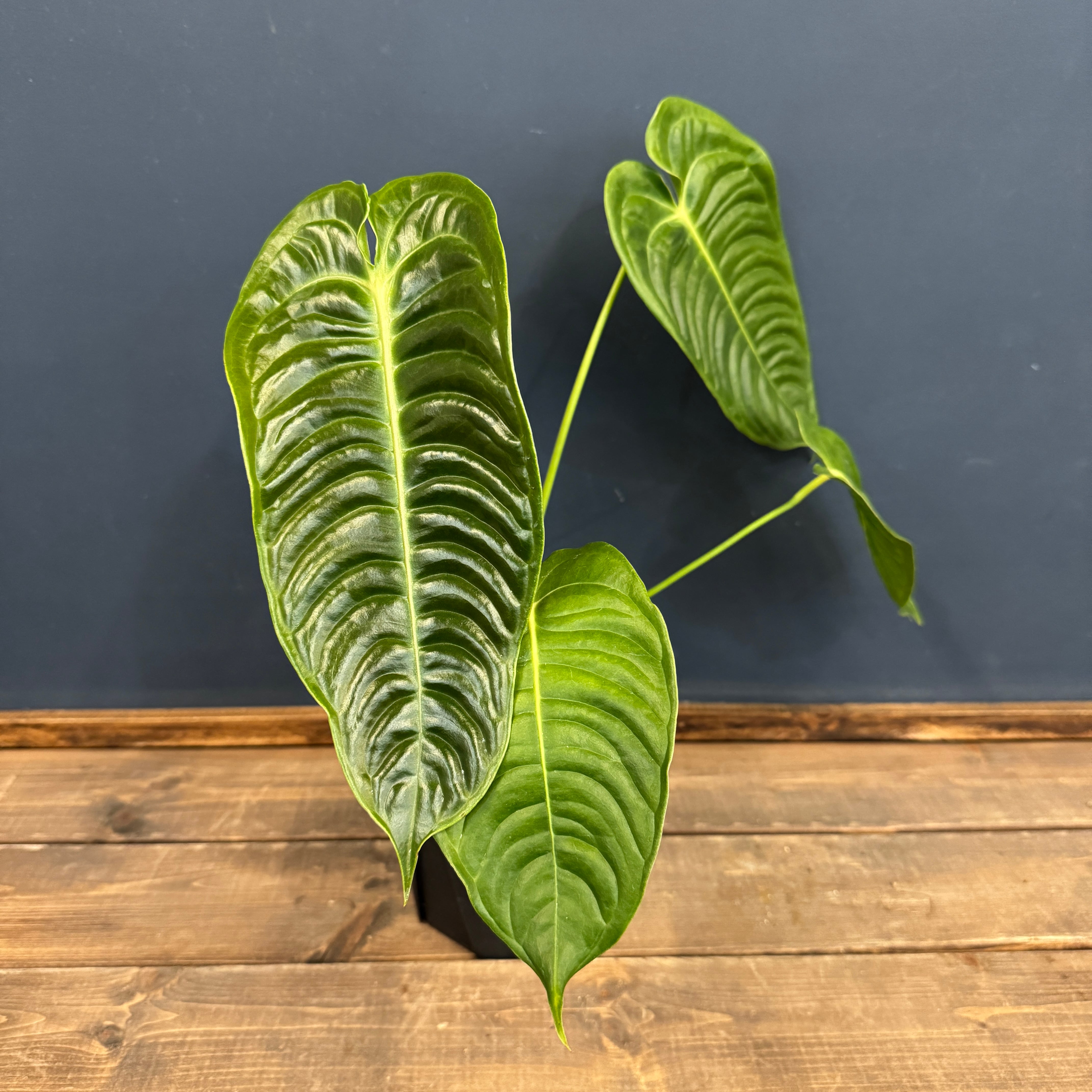 観葉植物 | PROTOLEAF プロトリーフ