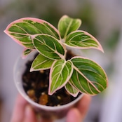 アグラオネマ ロータス ディライト / Aglaonema Lotus Delight⑥ / 観葉植物<育て方・花言葉>