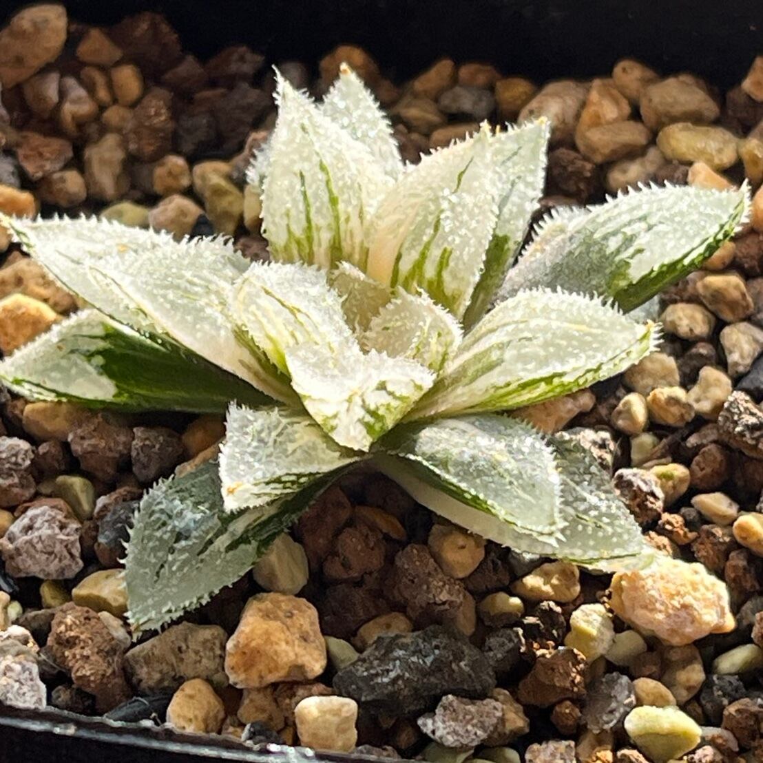 ハオルチア スターズフェアリー | mocono_plants