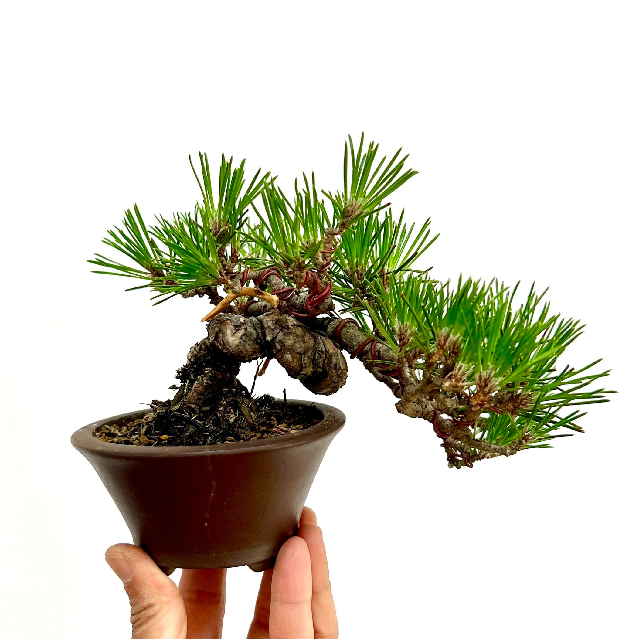 黒松のミニ盆栽｜流麗な懸崖を楽しむ一鉢｜高さ約15cm | BONSAI Labo
