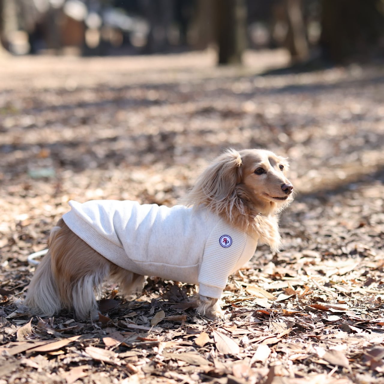 ラグラントレーナー | カニンヘンダックスとミニチュアダックス専門の