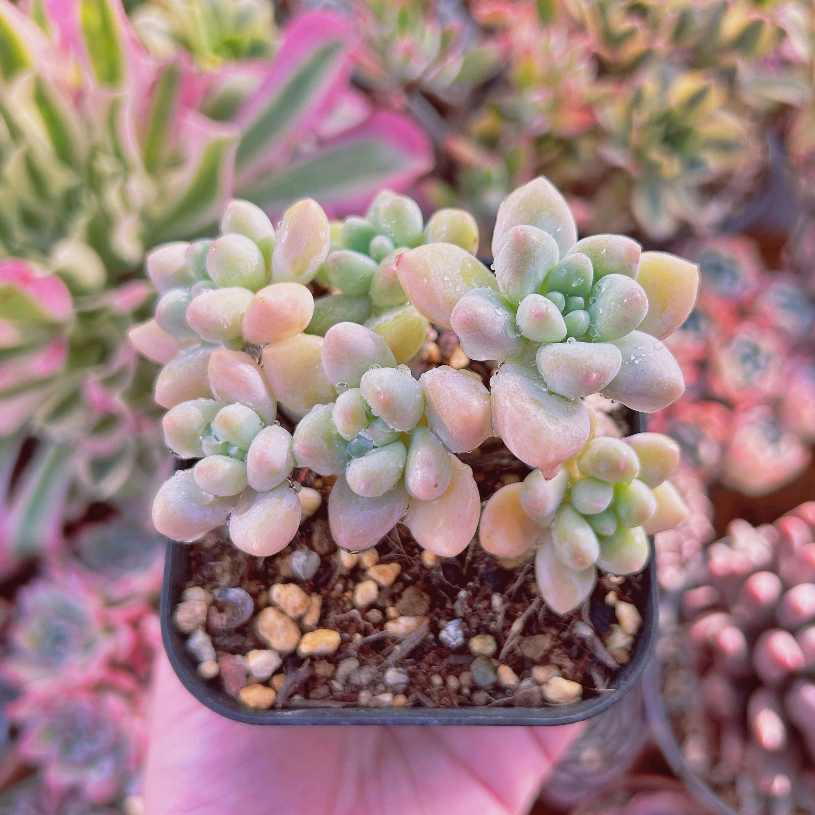 現物　多肉植物　ホワイトケーキ　抜き苗