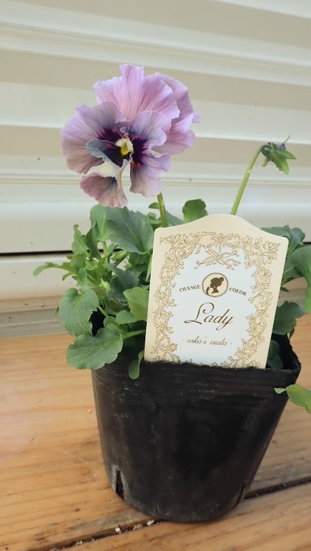 ビオラ『レディ』 3号ポット 1苗 寄せ植え 花 | サクシフォン|花で