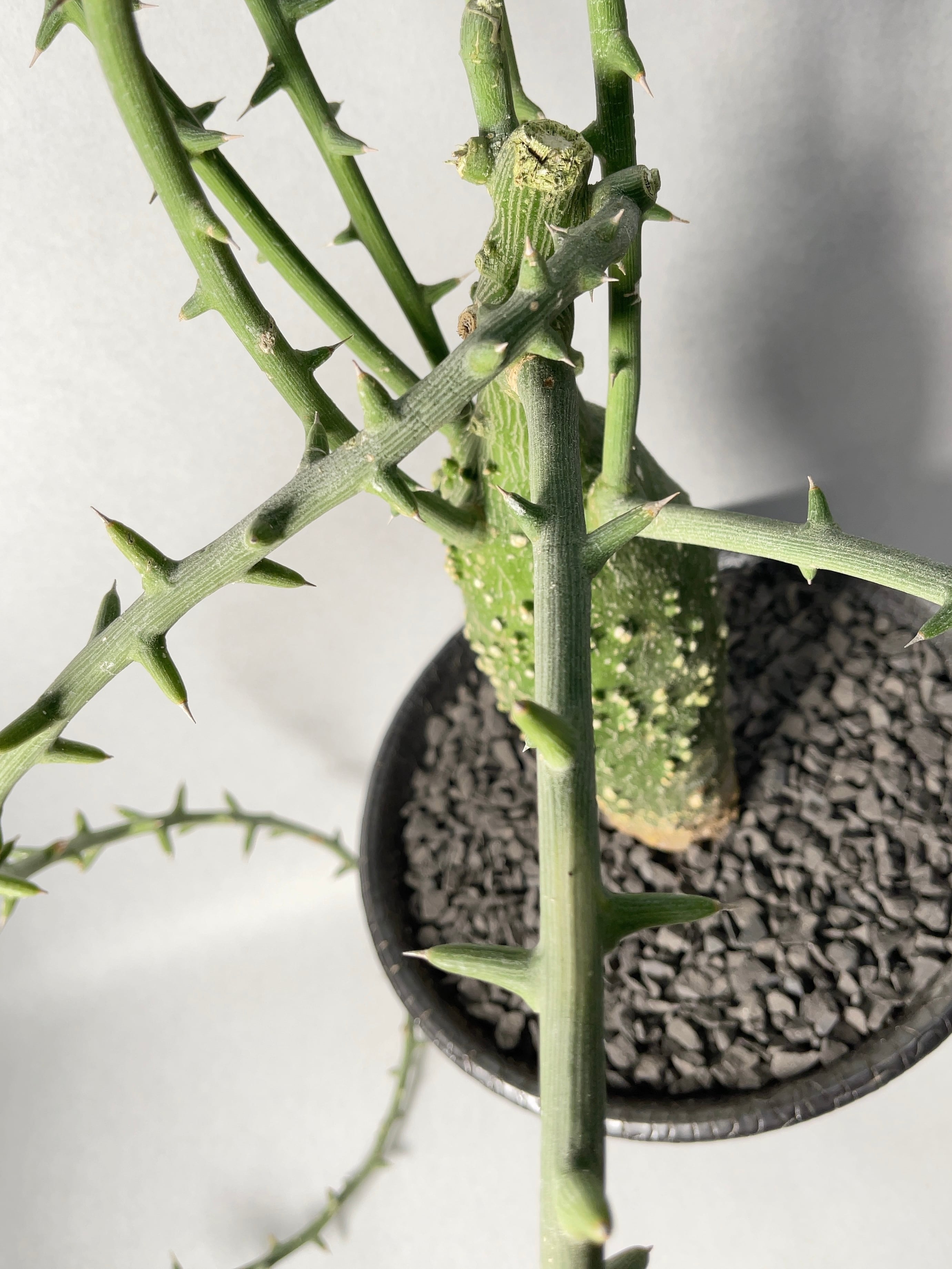 アデニア・グロボーサ | trigger