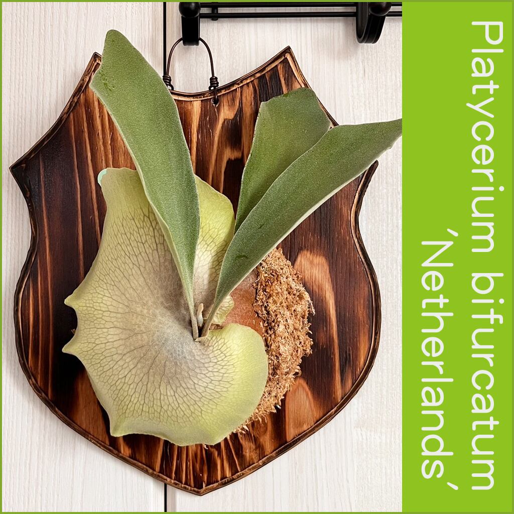 ビカクシダ ネザーランド 大サイズ 板付 【観葉植物 室内 コウモリラン