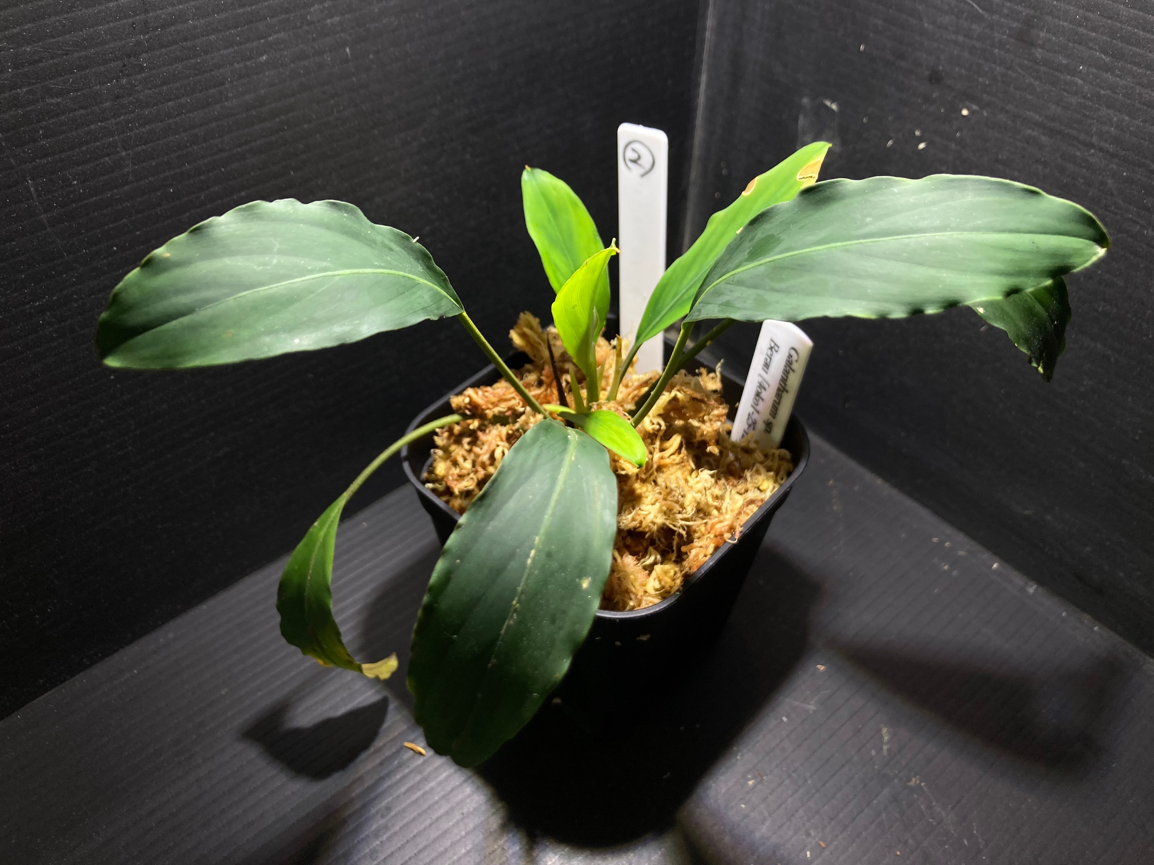Bucephalandra sp.Kedagang Pink Variegata（ブセファランドラsp.クダ