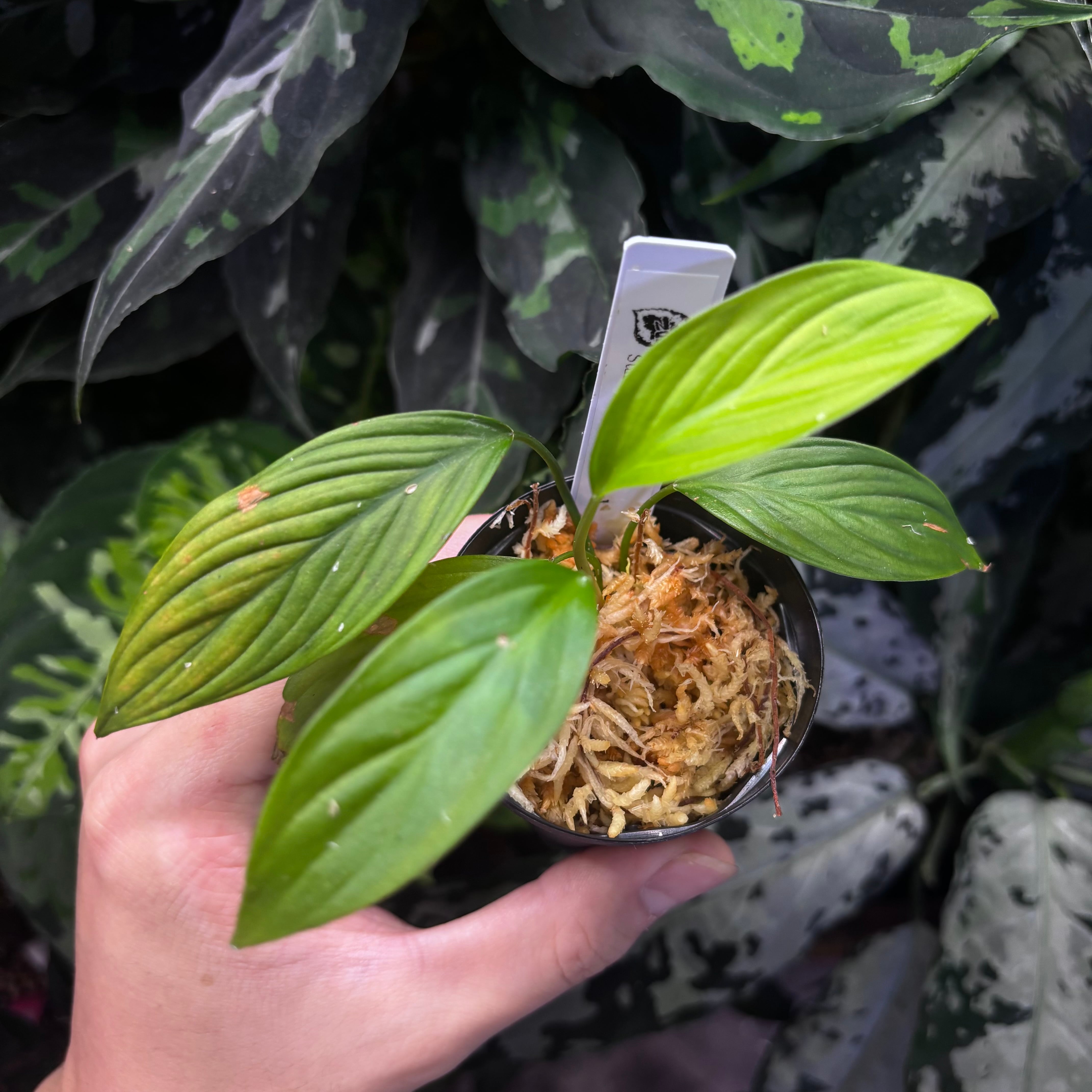 Homalomena sp. 黒雫 Langkat Sumatera Utara 【ZOE0525-1p】金葉個体