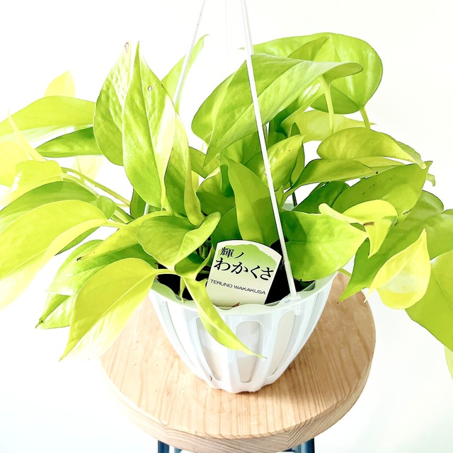 ポトス テルノワカクサ ジュエリーのような輝き 観葉植物 calm cafe