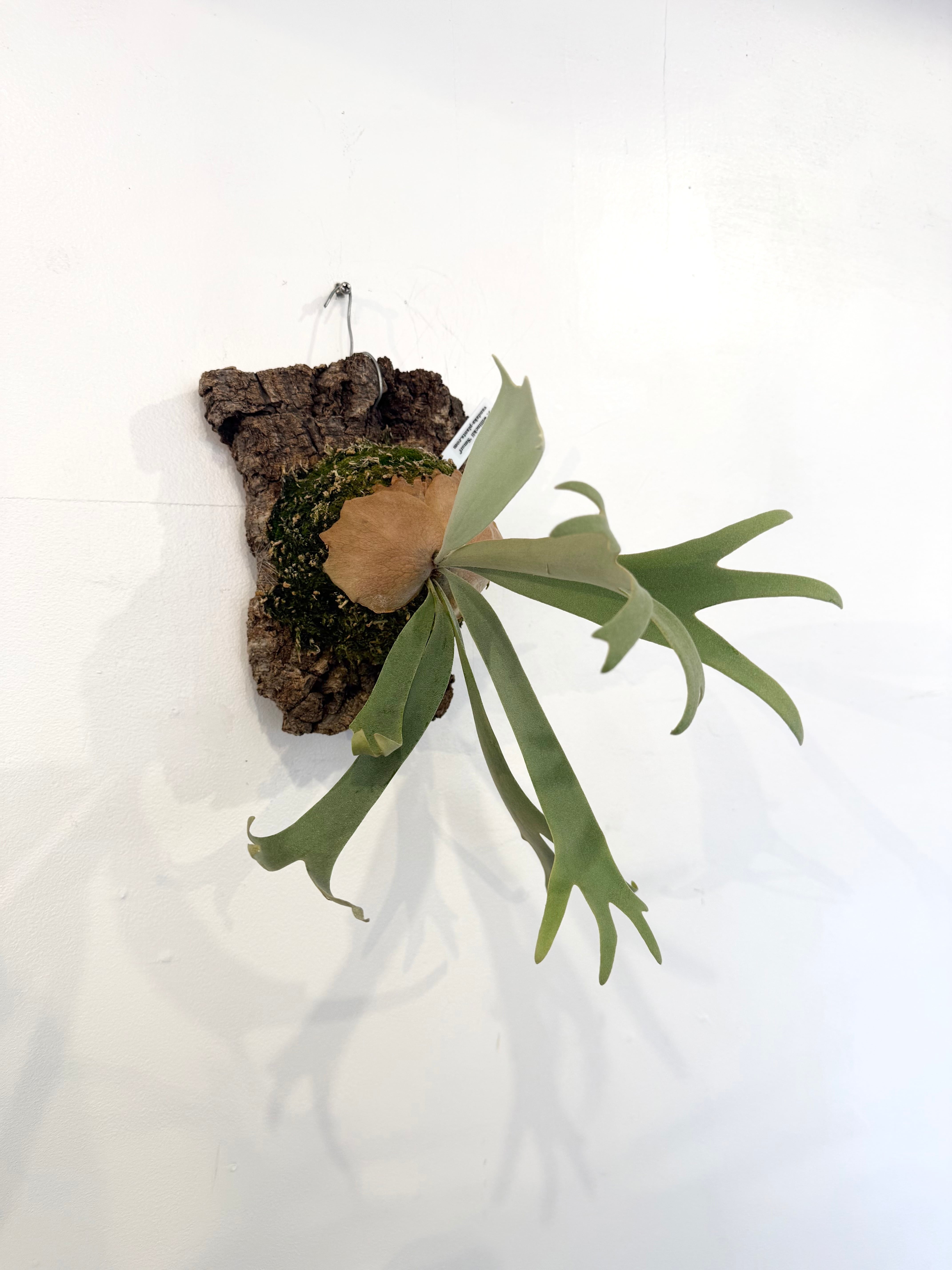 a) P. willinckii 'Smurf' ビカクシダ ウィリンキー 'スマーフ