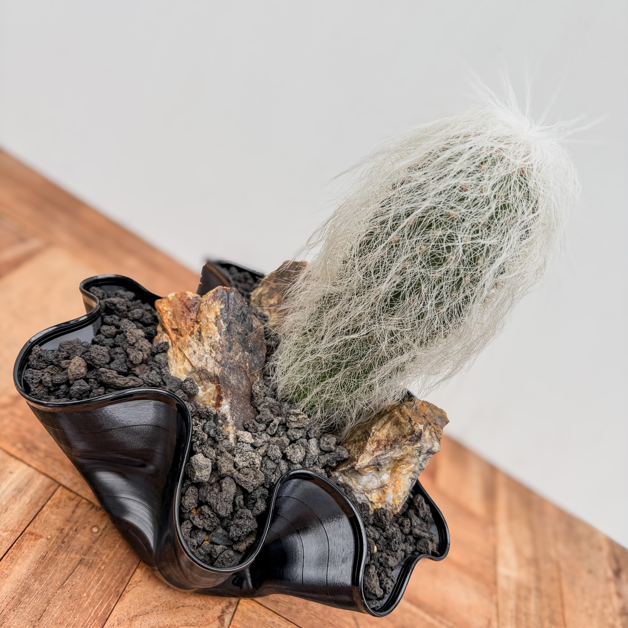 Cephalocereus senilis【ケファロケレウス・翁丸with GROOVE POT】