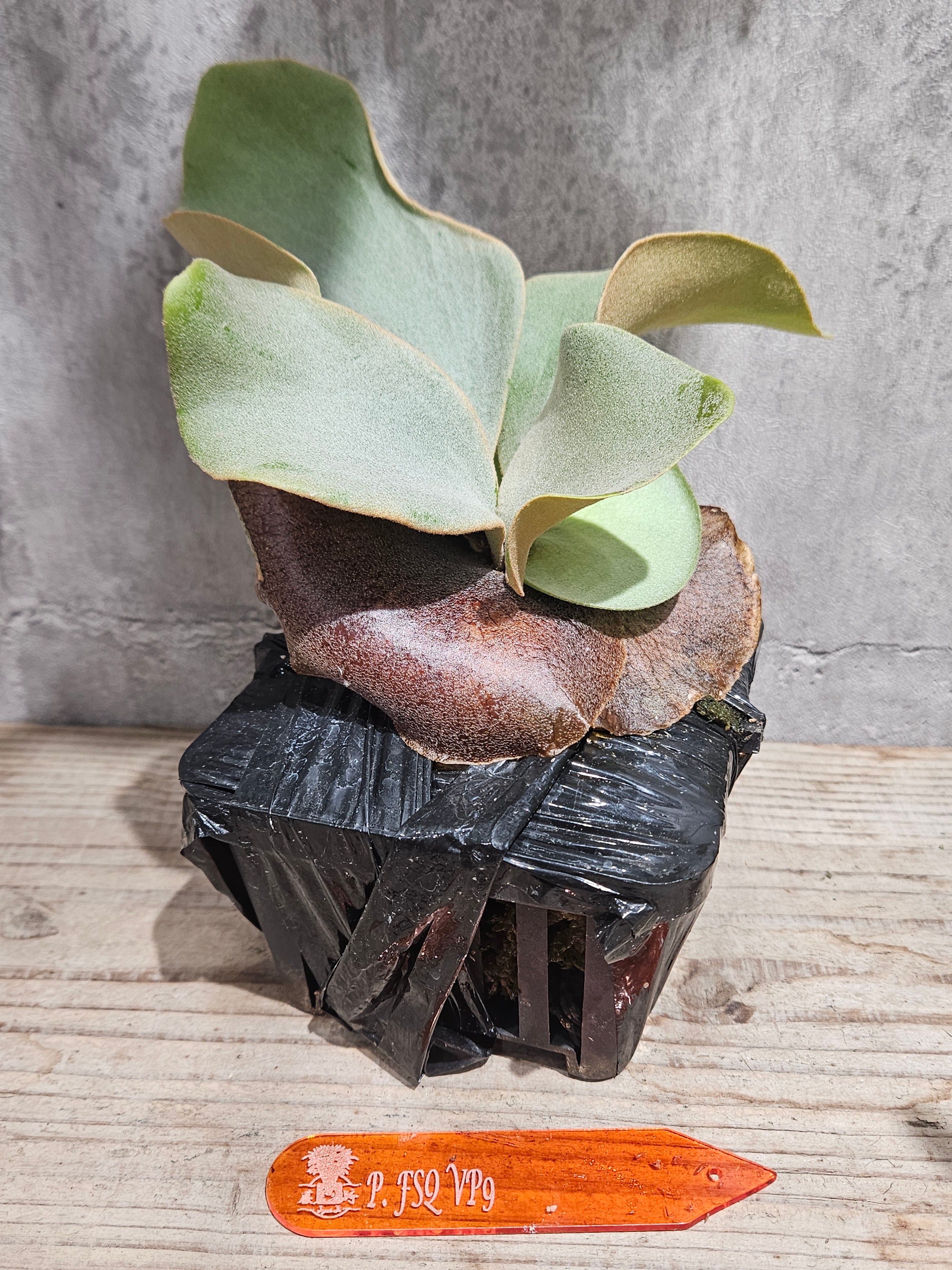 P.P.'FSQ'(vp#9 'Kailas')（カイラス)【artPLANTs/PLANTS GARAGE