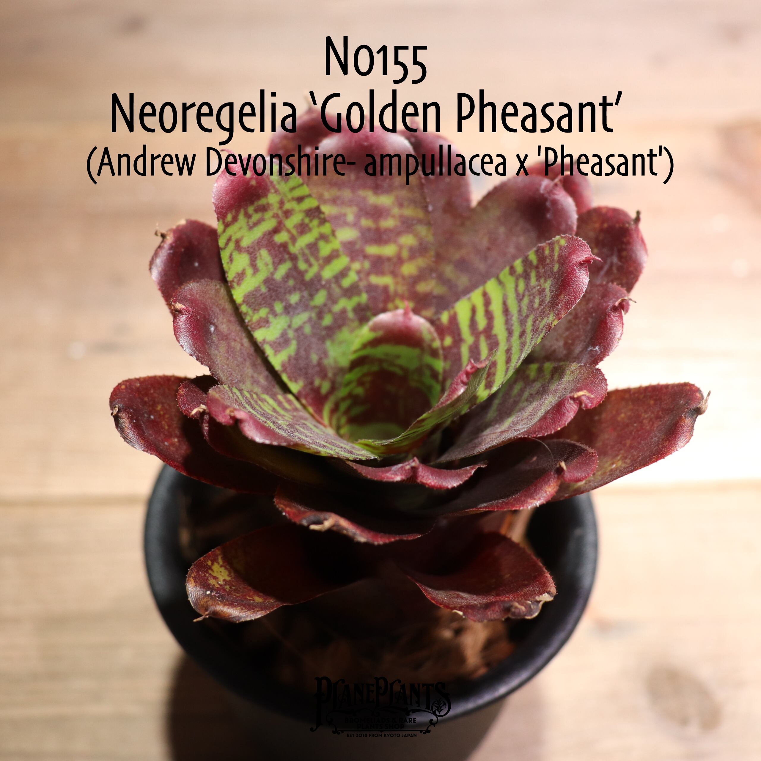 送料無料】'Golden Pheasant'〔ネオレゲリア〕現品発送N0155 | plane