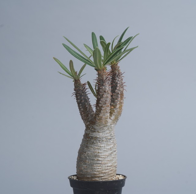 パキポディウム グラキリス no. 19〈発根済み〉