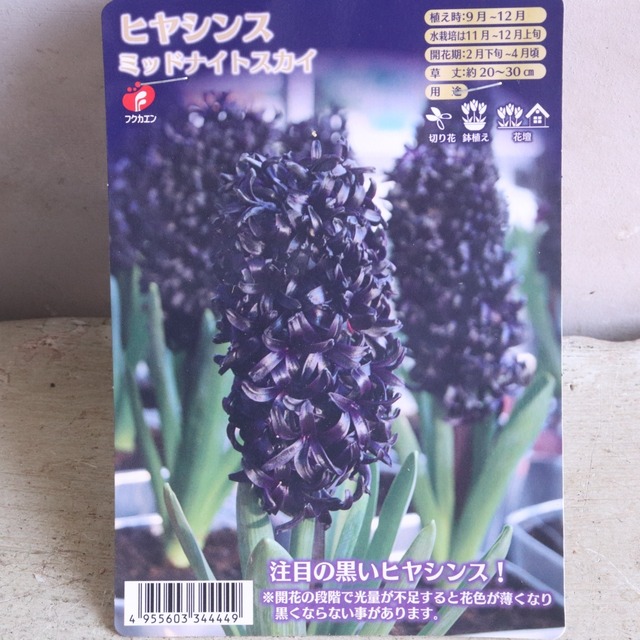 ヒヤシンス　ミッドナイトスカイ　シックな花色　希少　球根　水耕栽培　室内でも育つ　カラス器別売