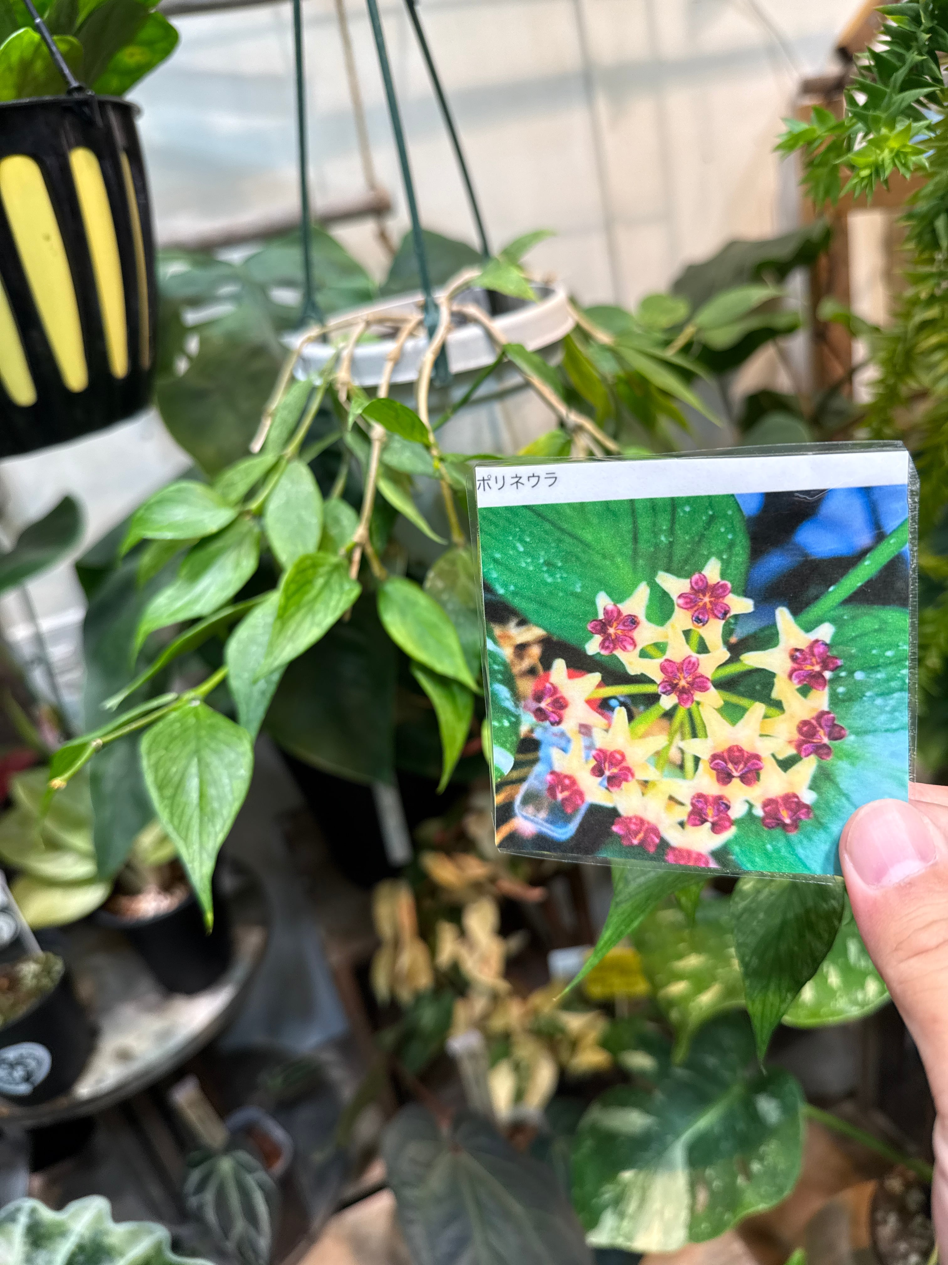 ホヤ ポリネウラ (フィッシュテール) | Gardenえん 【観葉熱帯植物】