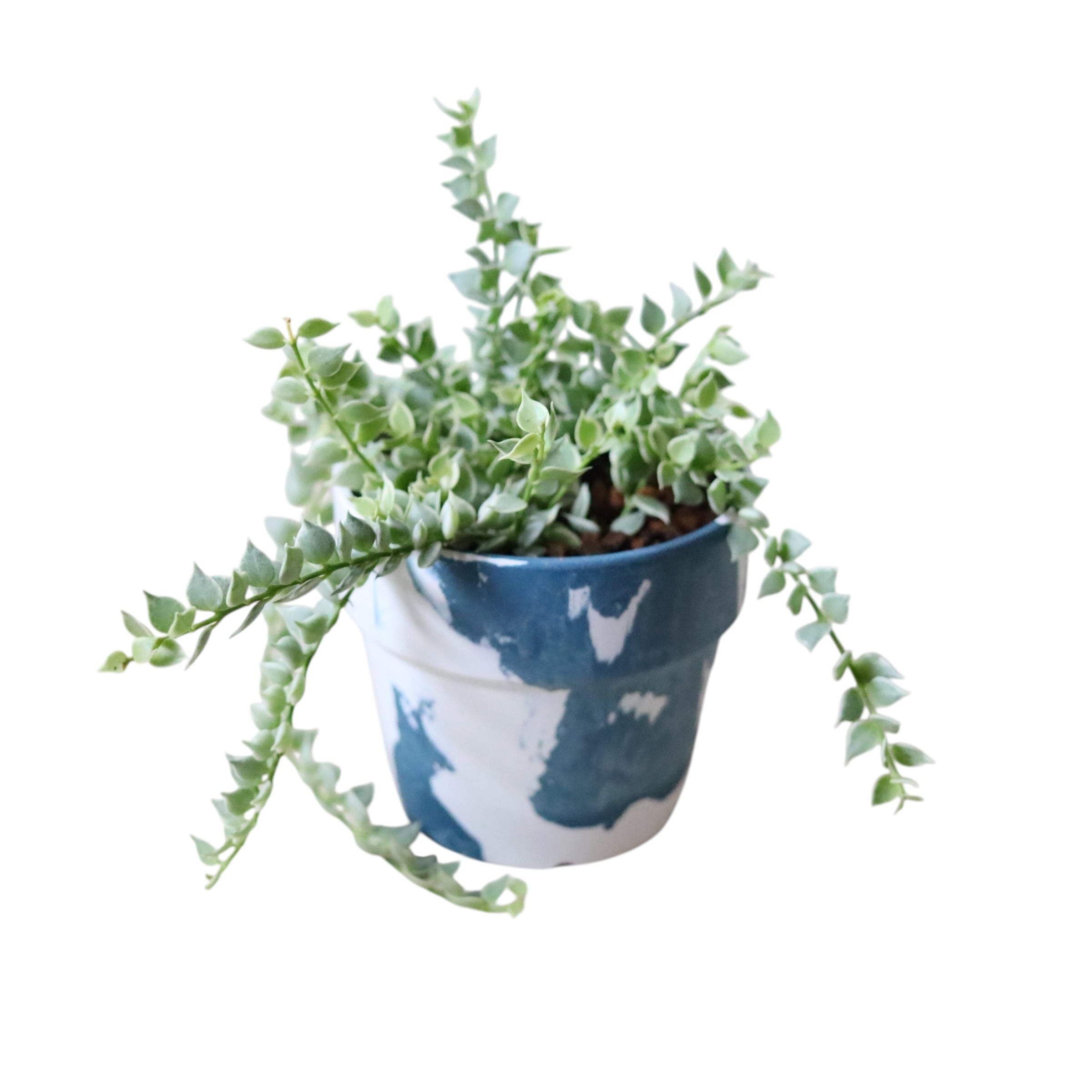 ミリオンハート斑入り(花)