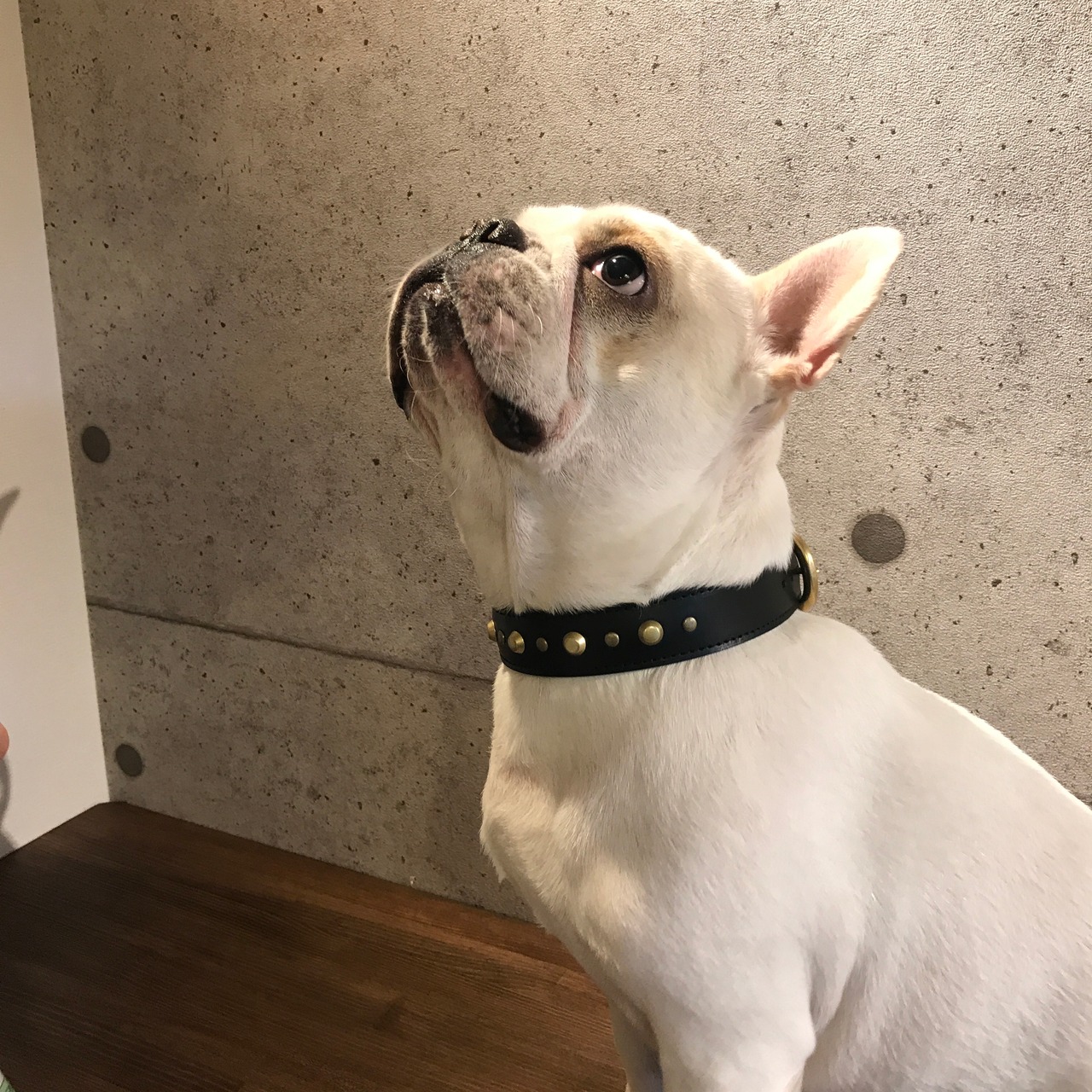 Bull. ベーシック レザーカラー（首輪） ブラウン - 4