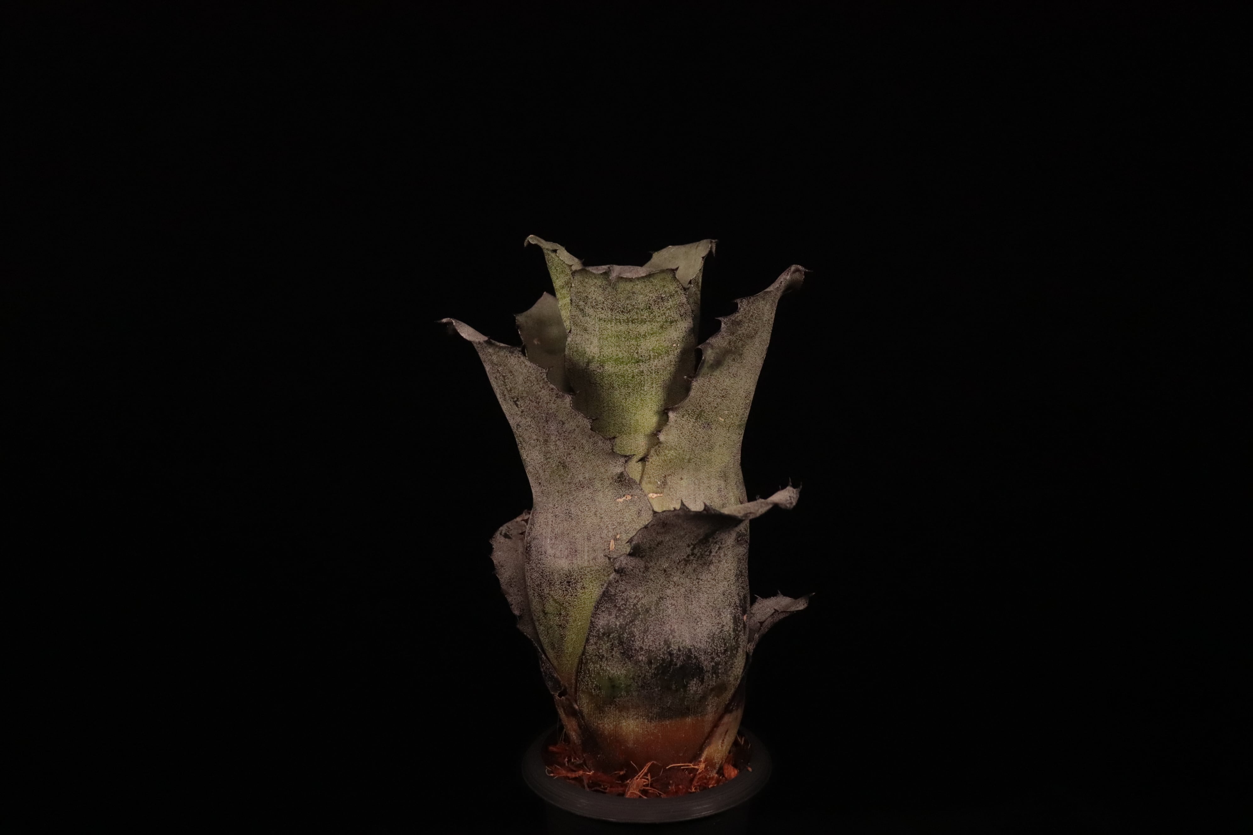 送料無料】Hohenbergia leopoldo-horstii (Silver clone