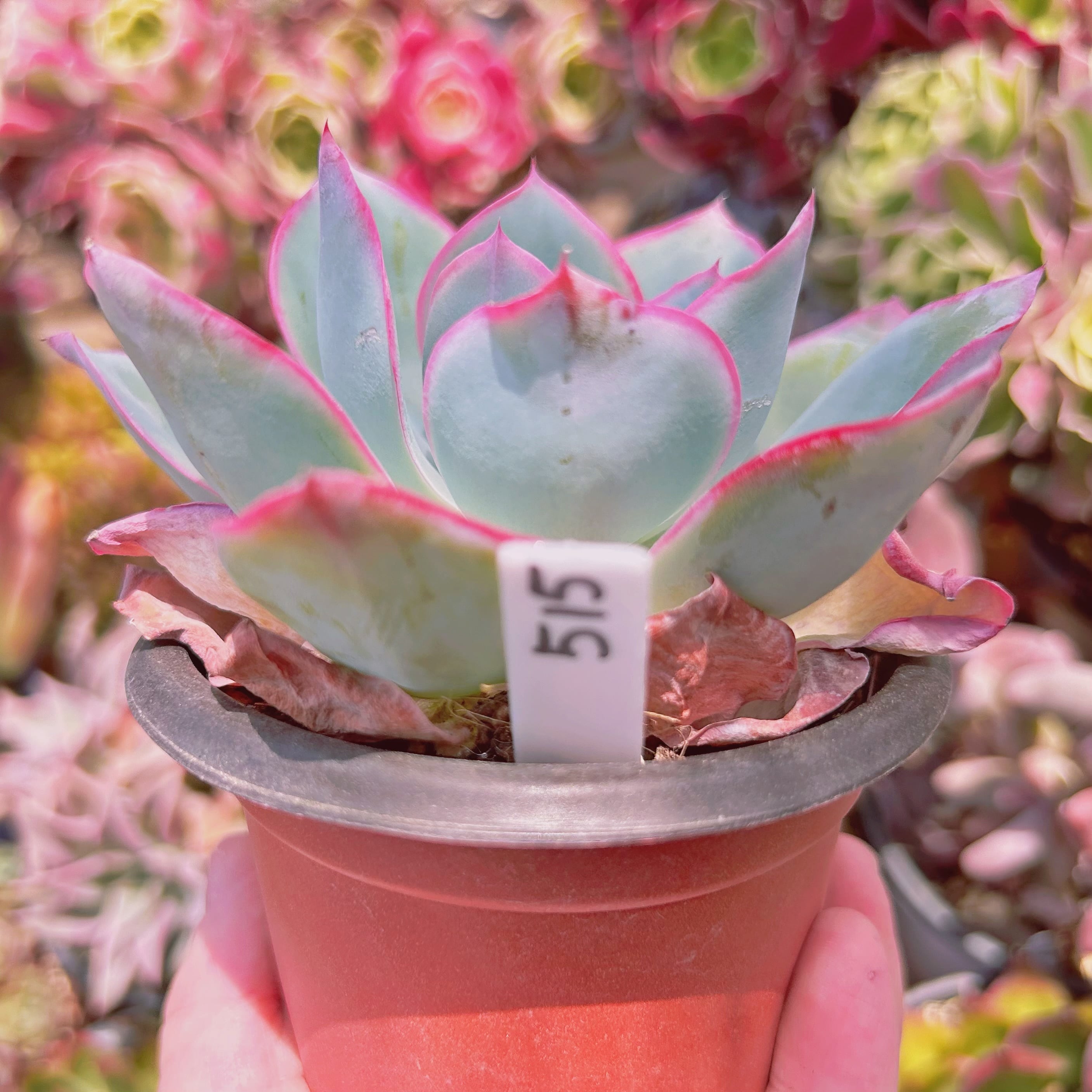 515現物 多肉植物 ネオンライト 特大 | るる農園~多肉植物専門