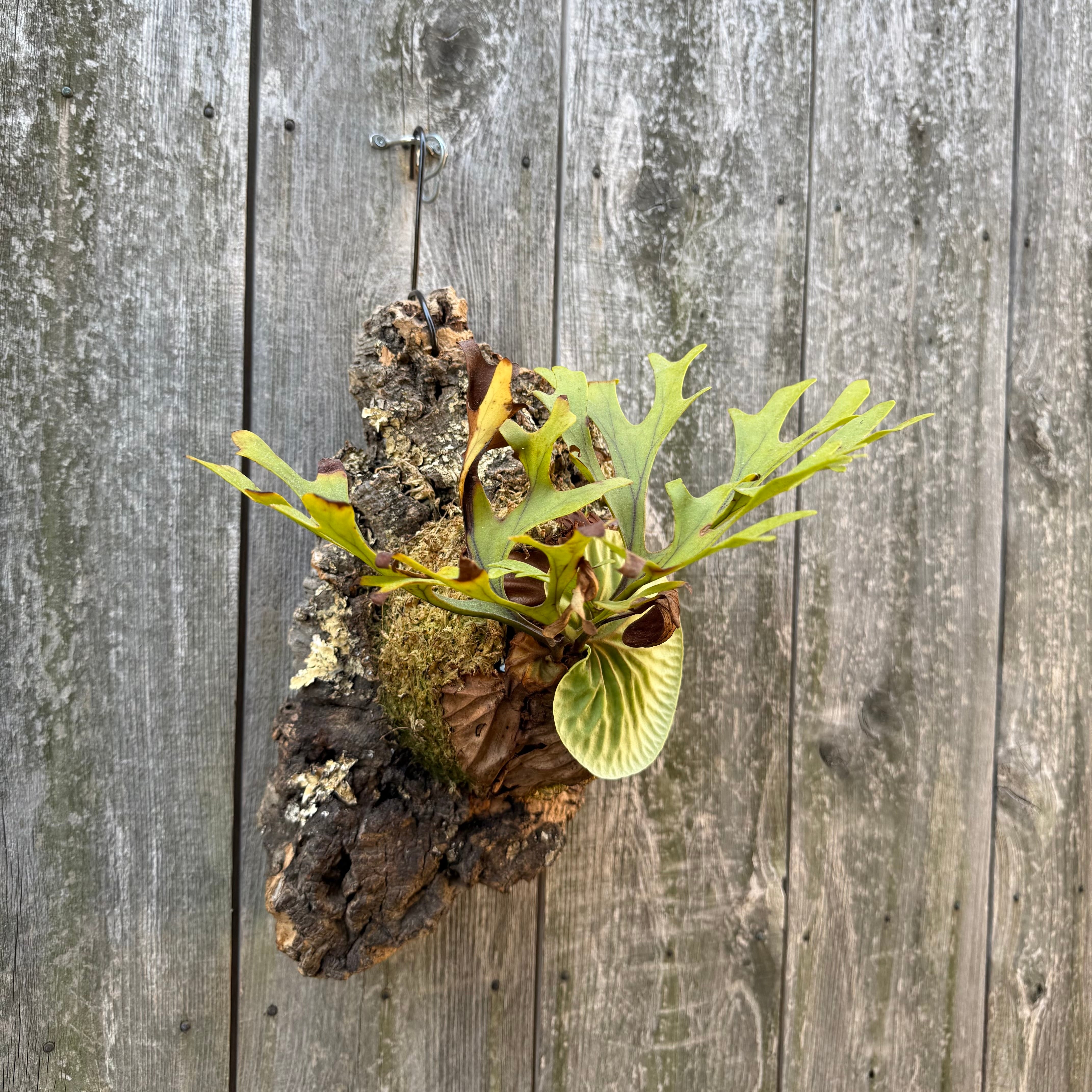 P.ridleyi wild | naturefix
