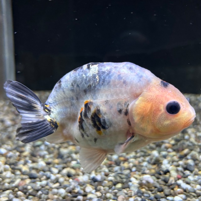 白黒透明鱗らんちゅう　１０ｃｍ