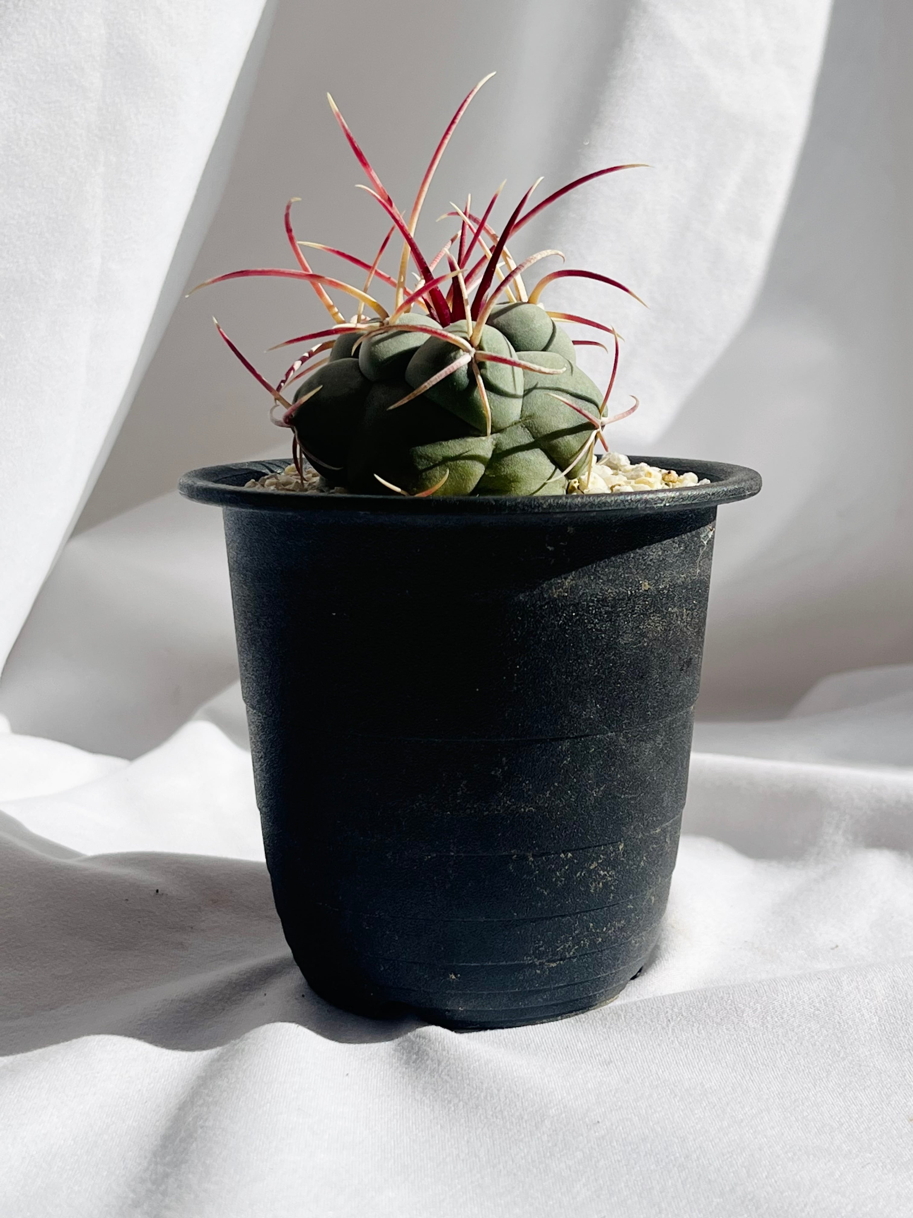 Thelocactus hexaedrophorus v. fossulatus テロカクタス 緋冠竜