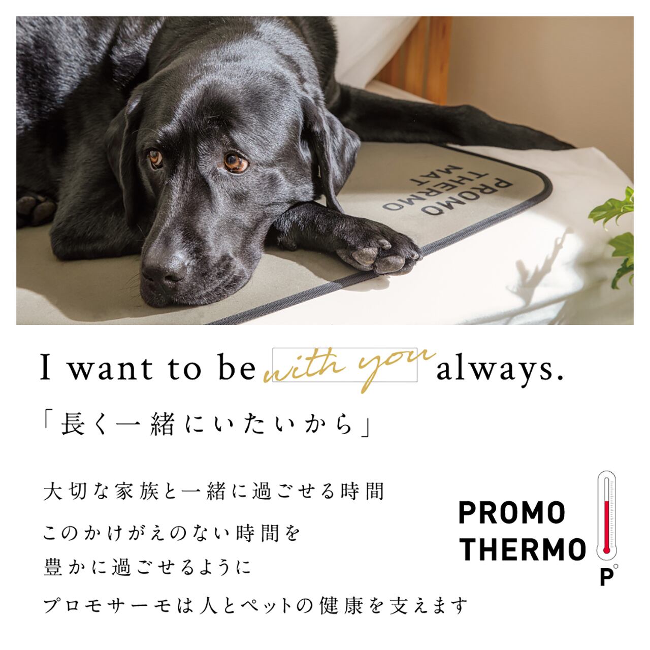 PROMO THERMO MAT プロモサーモマット ブラックシリカ Mサイズ | PROMO