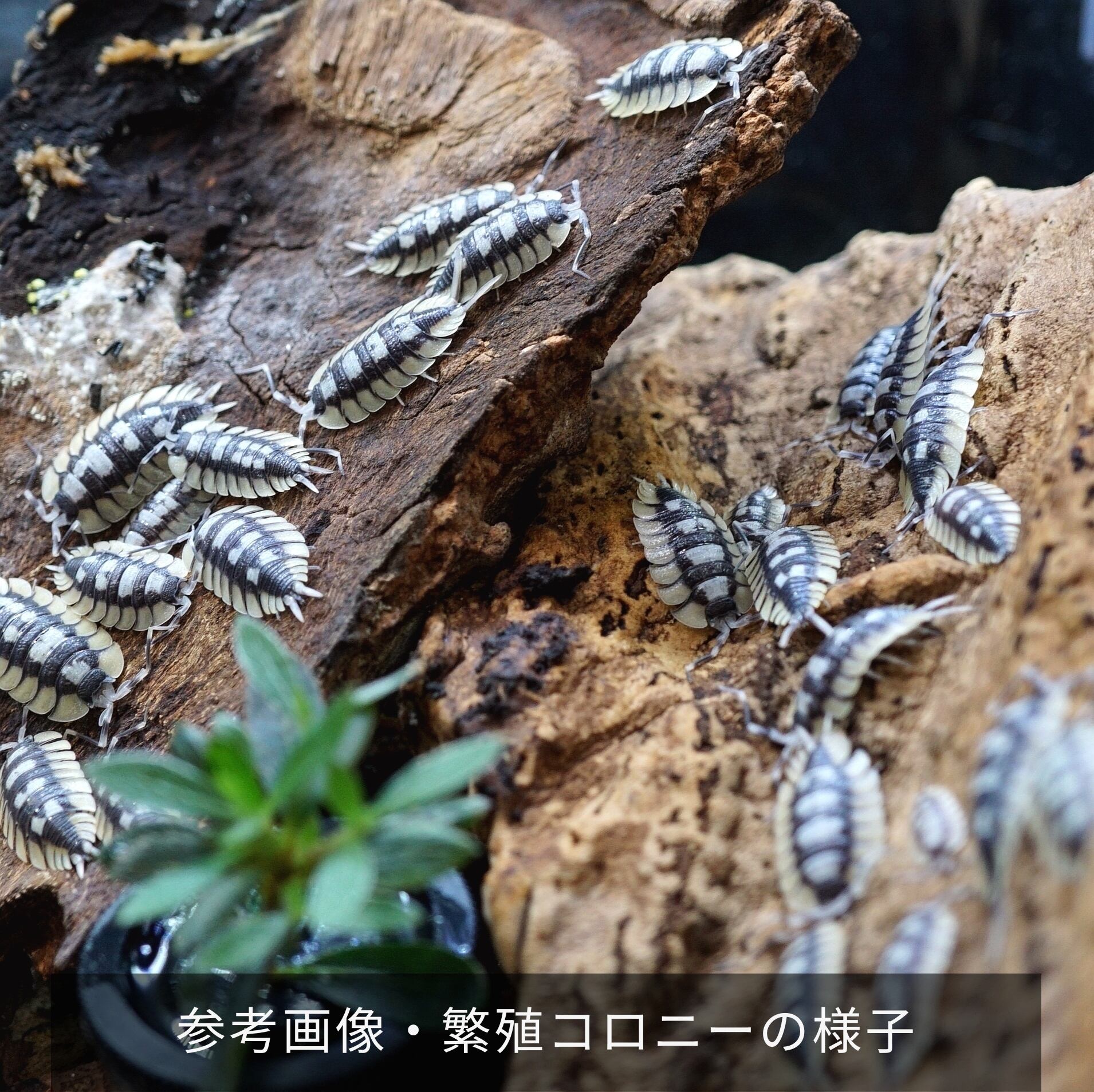 15+2匹セット】エキスパンサスフチゾリオオワラジムシ 15+2匹セット】エキスパンサスフチゾリオオワラジムシ