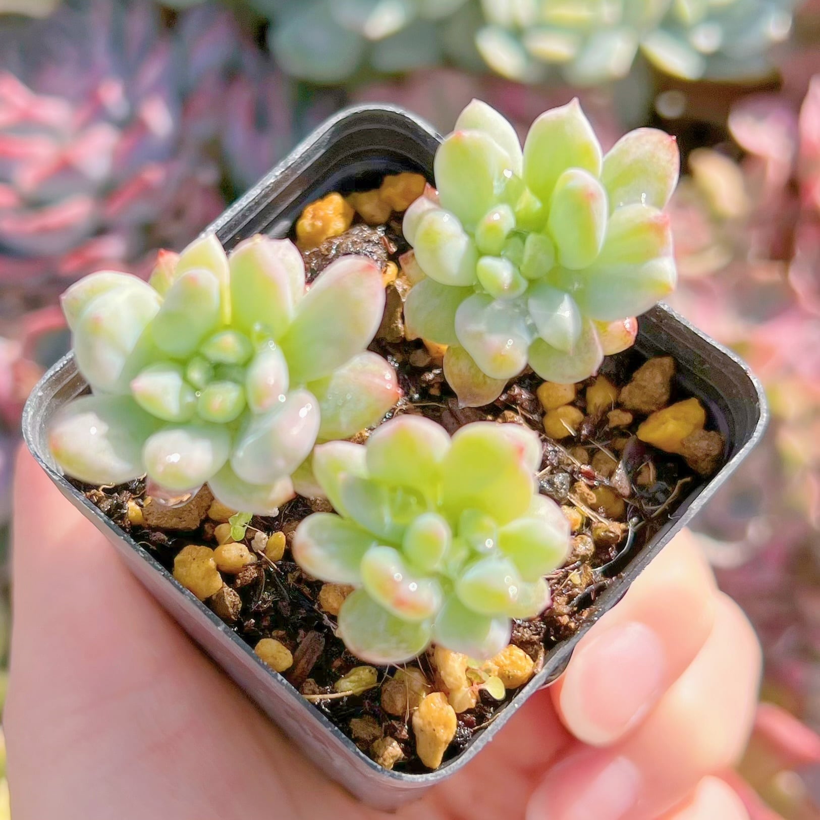 現品　多肉植物　ブルーエルフ錦#2192　るる農園