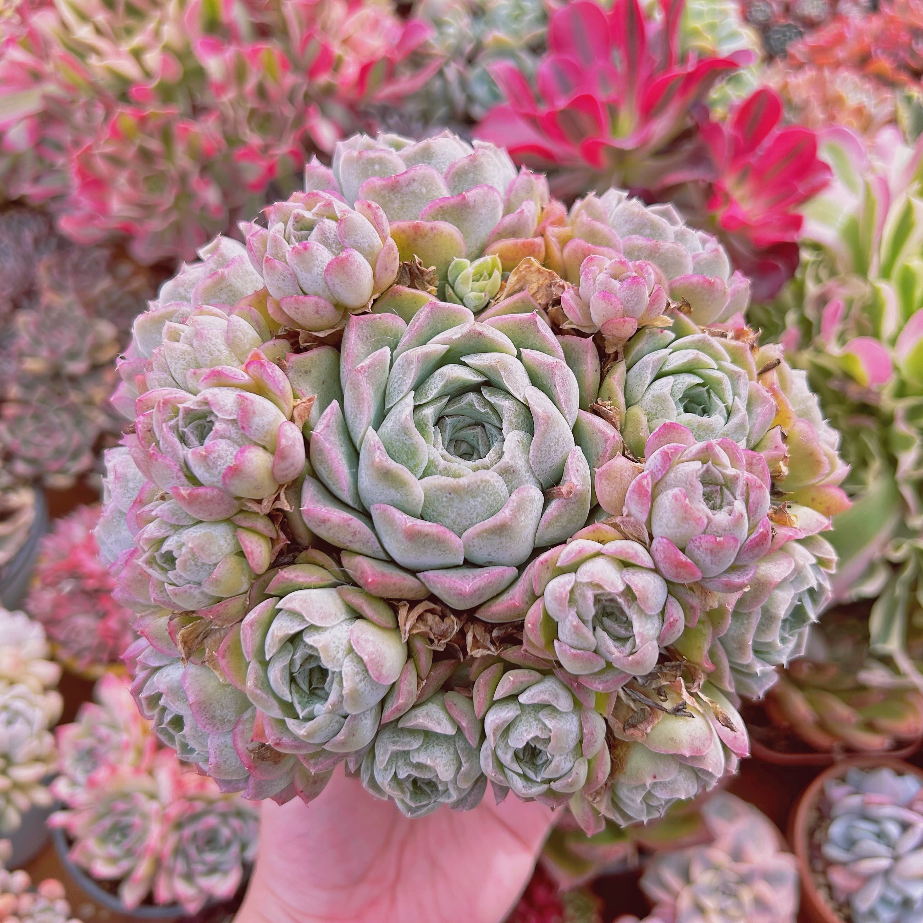多肉植物  Echeveria  薔薇月影　8頭以上　特特大