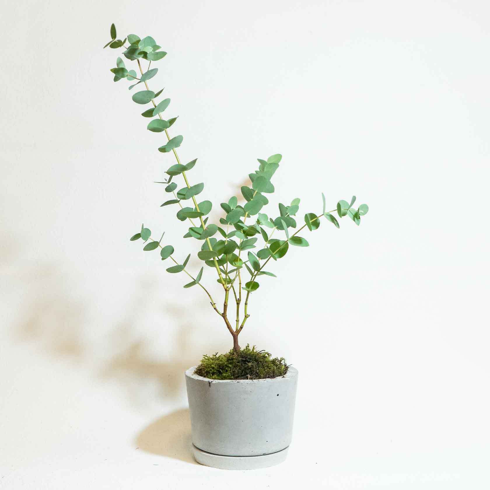 ベランダで育てる植物 ユーカリ パルブラ 苔の鉢植え 飽きのこないシンプルなモルタル鉢 送料全国一律850円 アトモスフィア 自作の鉢を使った観葉植物や多肉植物 塊根植物などの通販